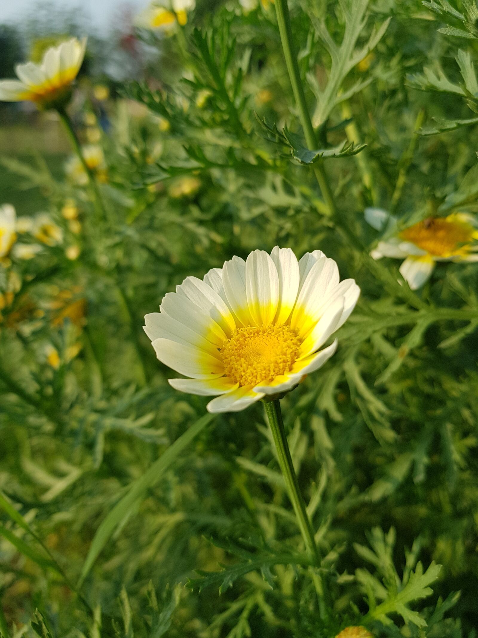 Samsung Galaxy S8+ sample photo. Flowers, agriculture, leafs photography