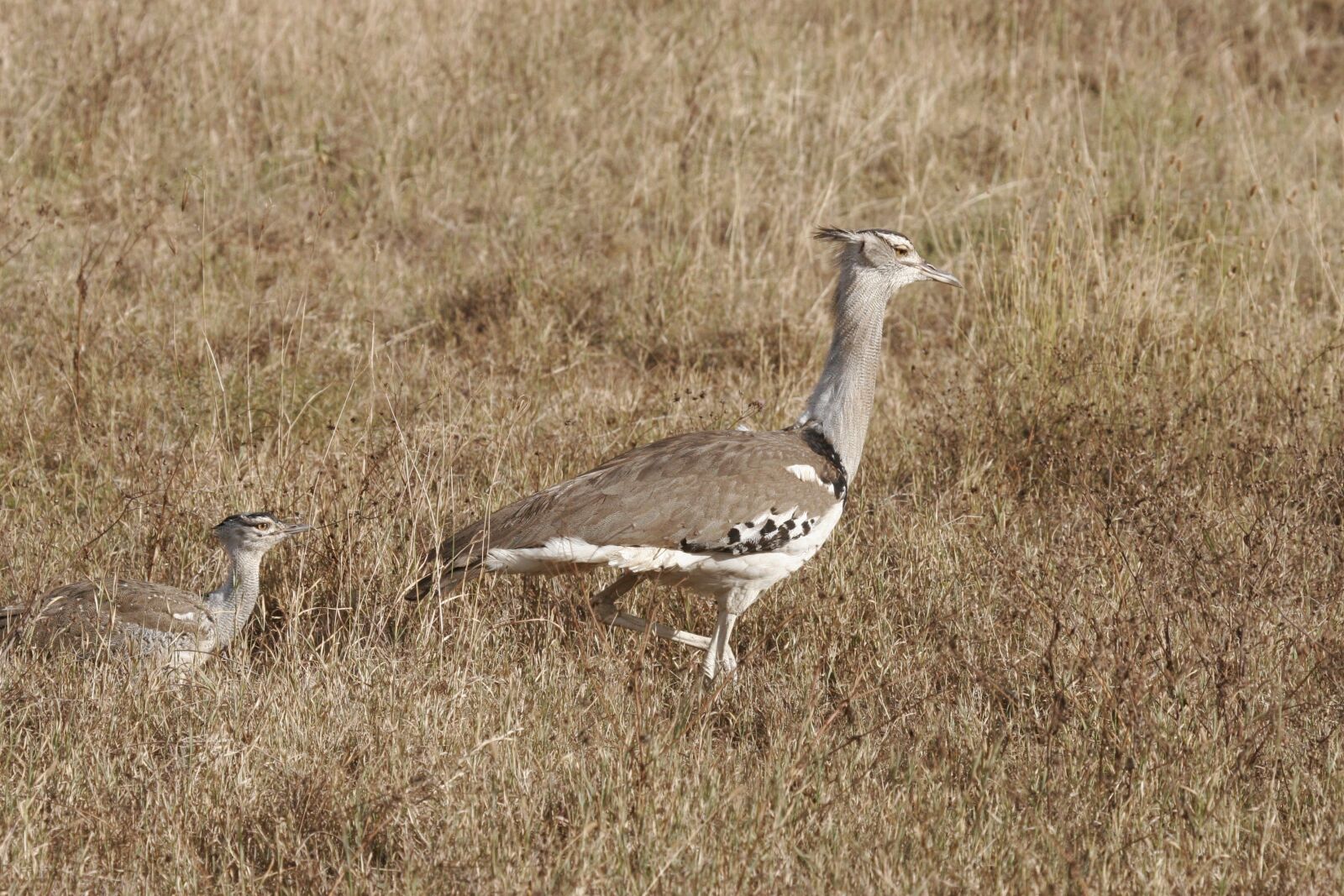 Canon EOS 20D sample photo. Secretary bird, safari, kenya photography