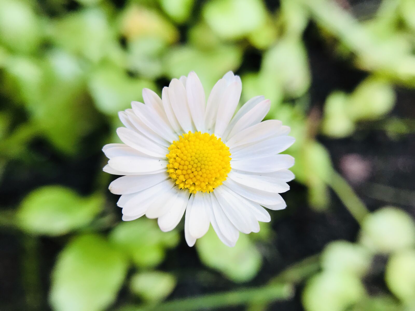 iPhone 7 back camera 3.99mm f/1.8 sample photo. Flower, margaret, spring photography