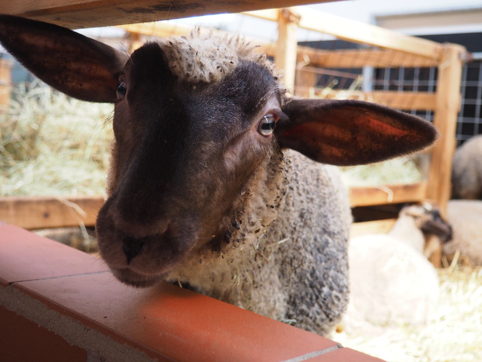 Olympus PEN E-PL7 sample photo. Sheep, lamb, face photography