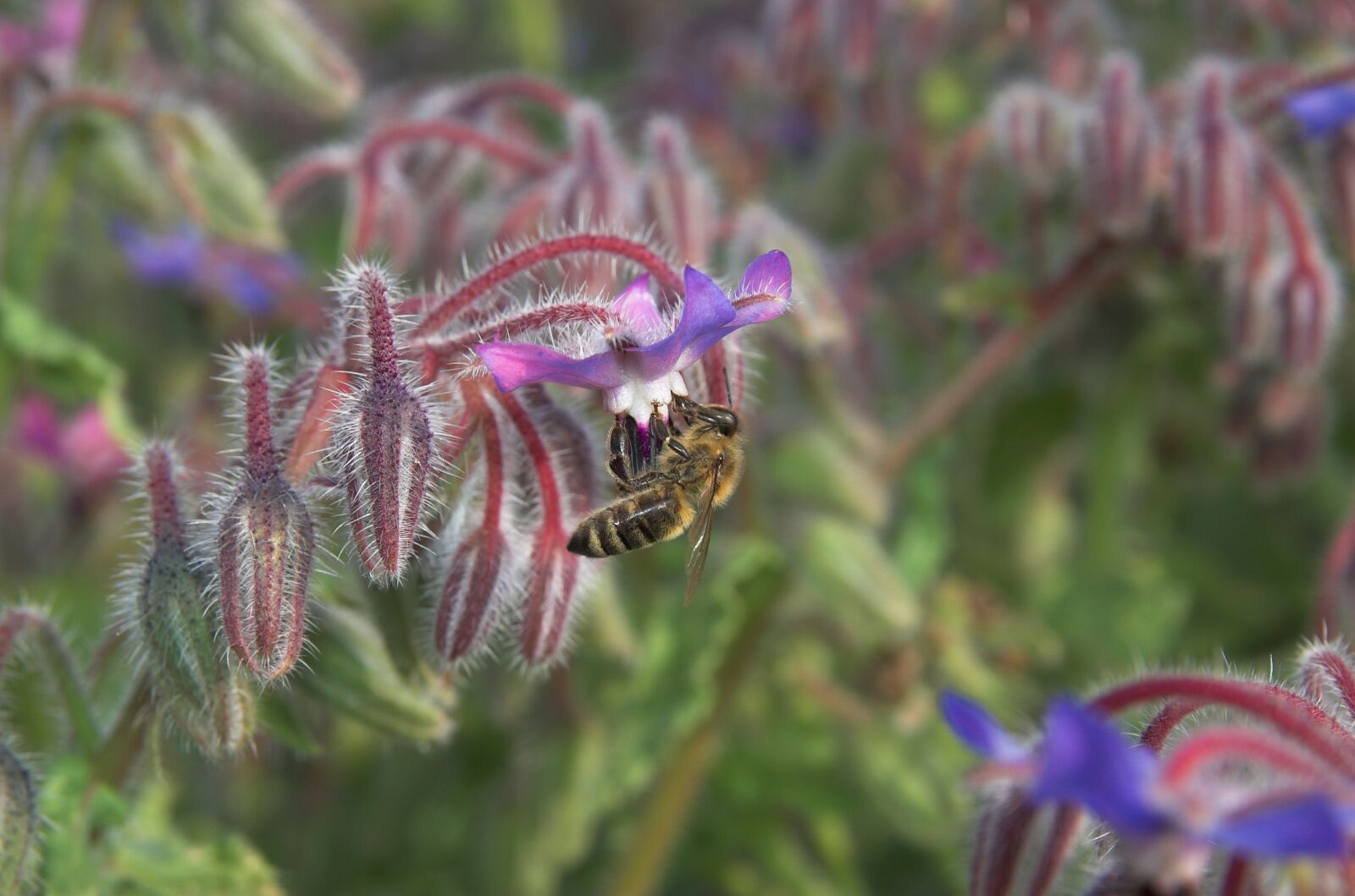 Nikon D70 sample photo. Bee, honey bee, pollinate photography