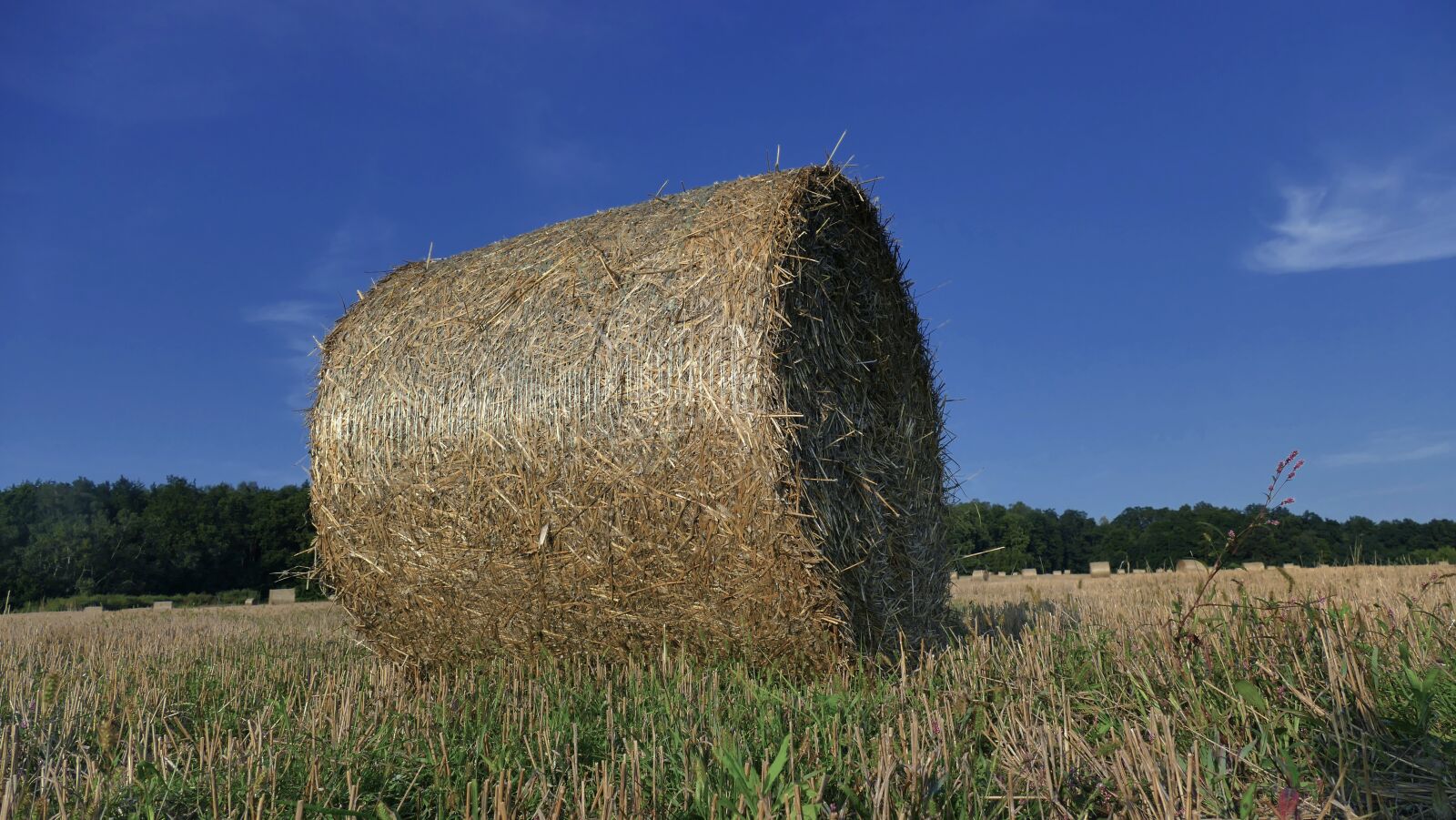 Panasonic Lumix DMC-FZ1000 sample photo. Straw, straw bales, balotować photography