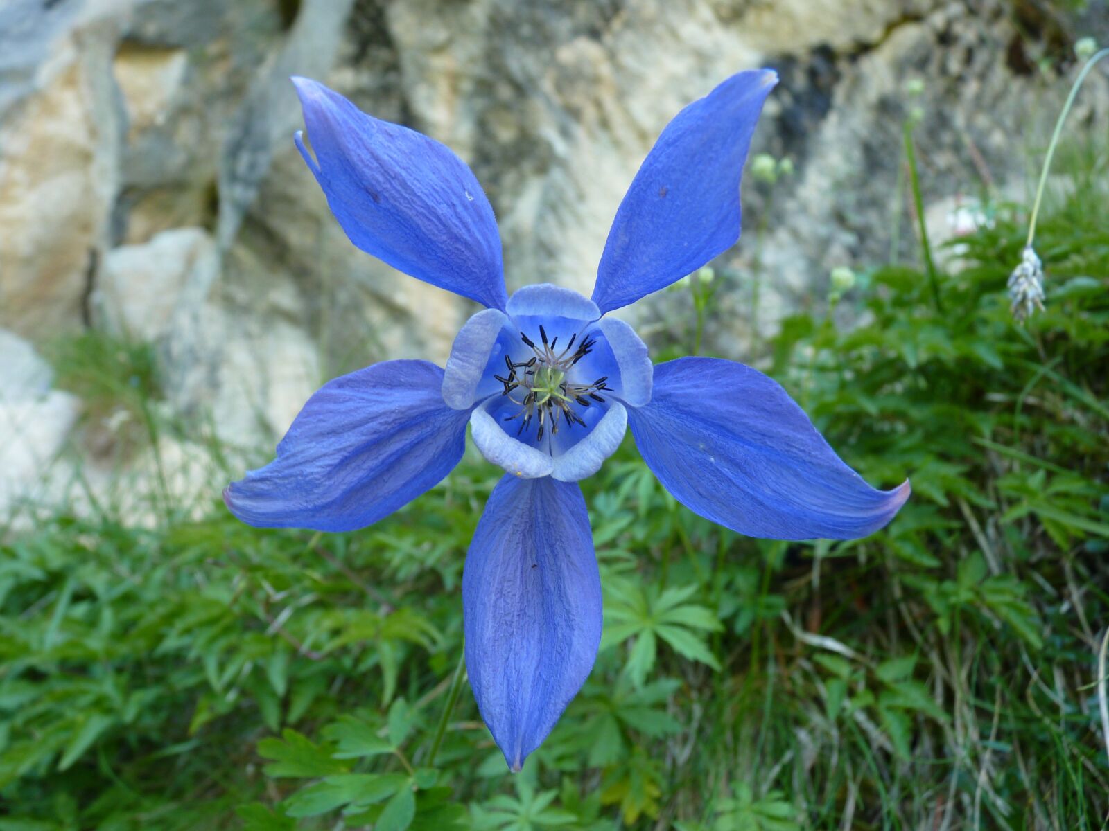 Panasonic Lumix DMC-FZ35 (Lumix DMC-FZ38) sample photo. Flower, flora, mountain photography