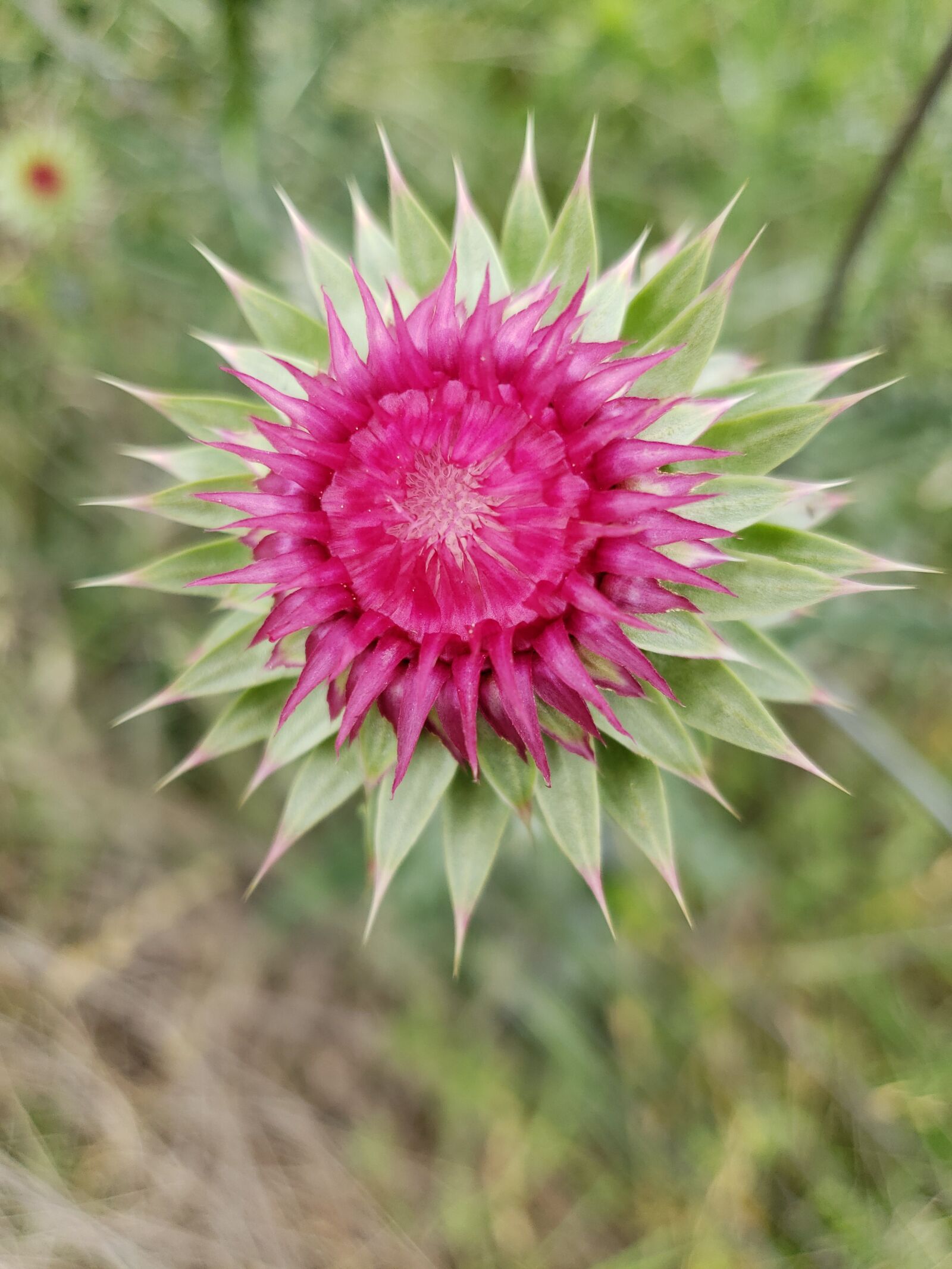 Samsung Galaxy S9 sample photo. Wildflower, texas, wildflowers photography