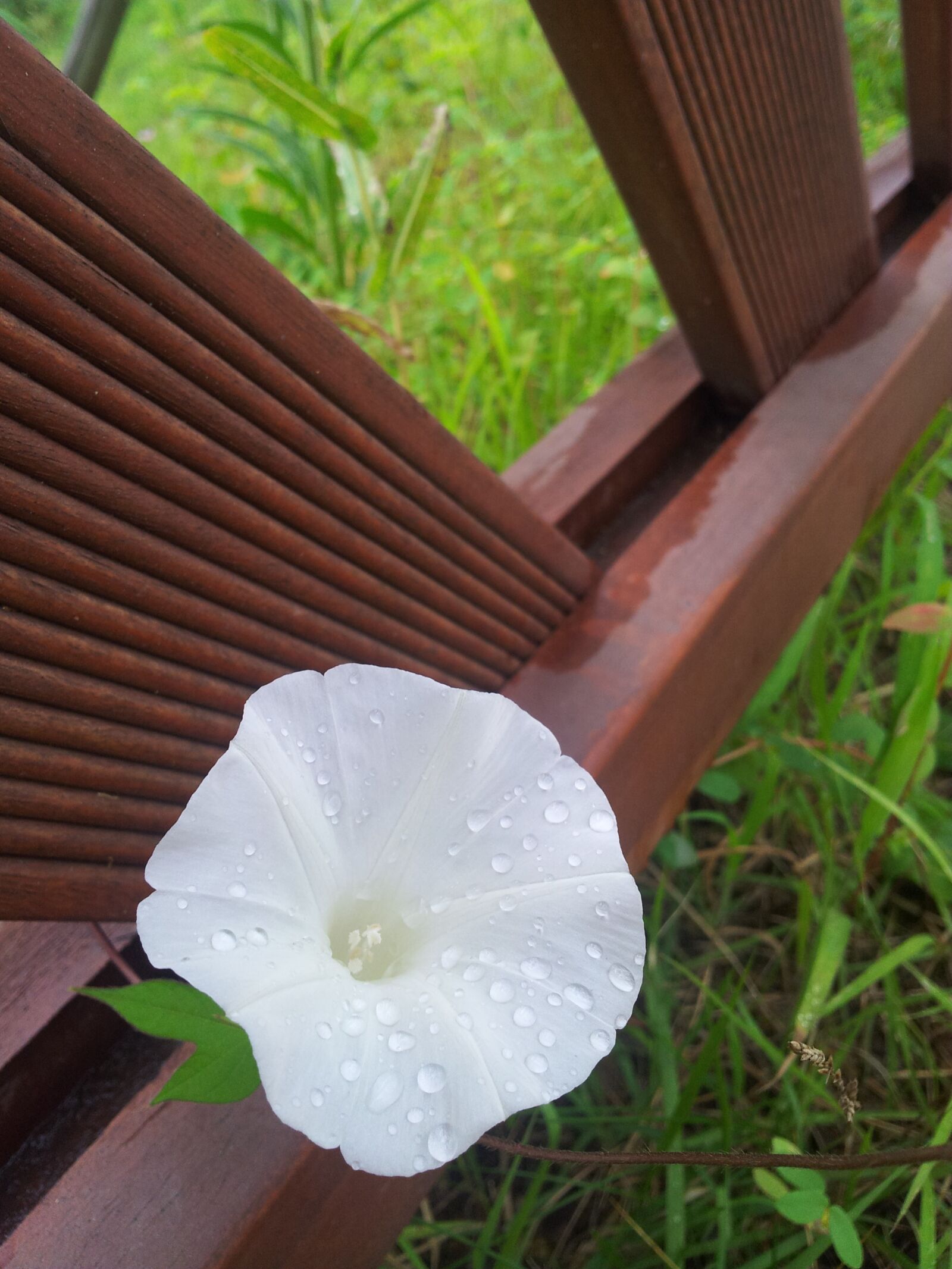 Samsung Galaxy Note sample photo. Flowers, morning glory, white photography