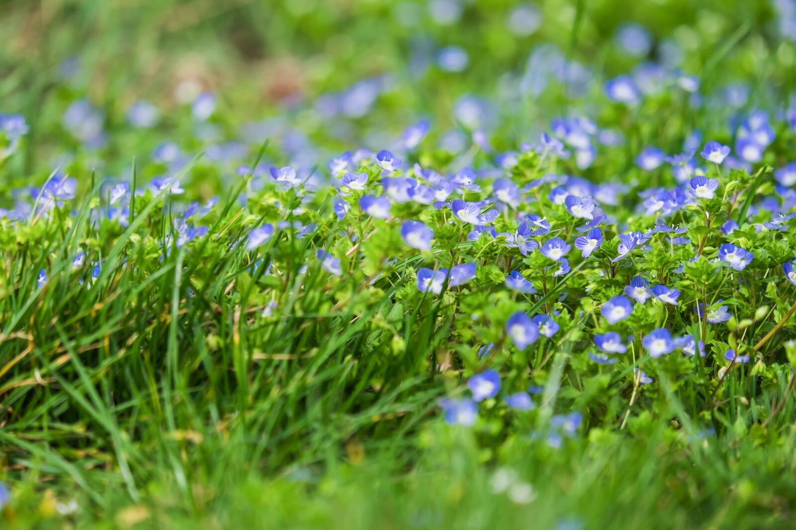 Fujifilm X-T10 sample photo. Persian speedwell, veronica persica photography