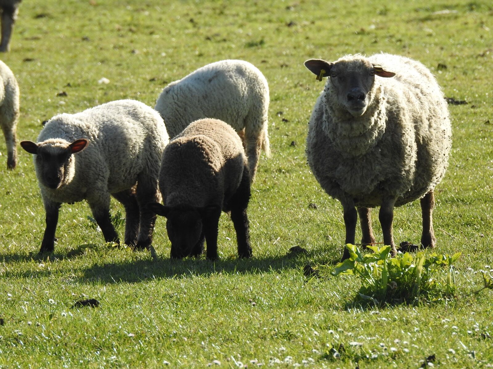 Nikon Coolpix P900 sample photo. Field, sheep, animals photography