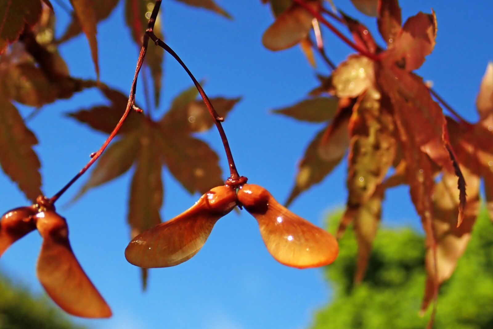 Olympus TG-5 sample photo. Tree, seeds, maple photography