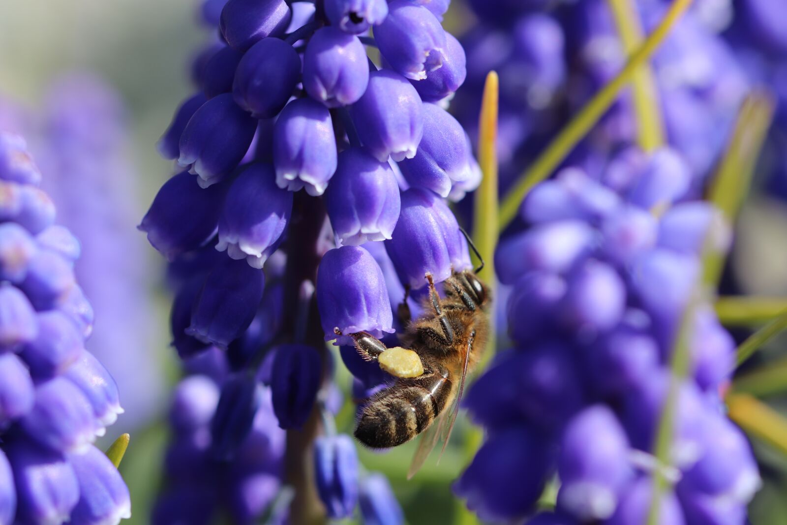 Canon EOS 800D (EOS Rebel T7i / EOS Kiss X9i) sample photo. Bee, insects, flower photography