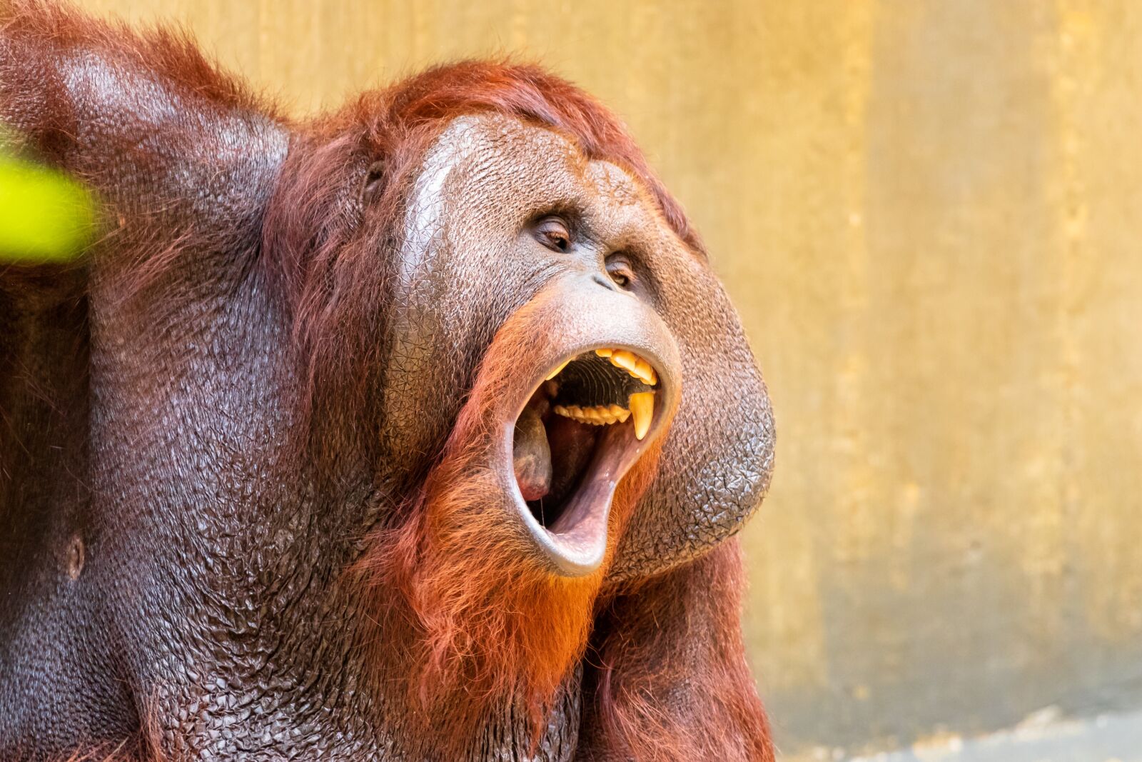 Canon EF 70-300 F4-5.6 IS II USM sample photo. Monkey, primate, orangutan photography