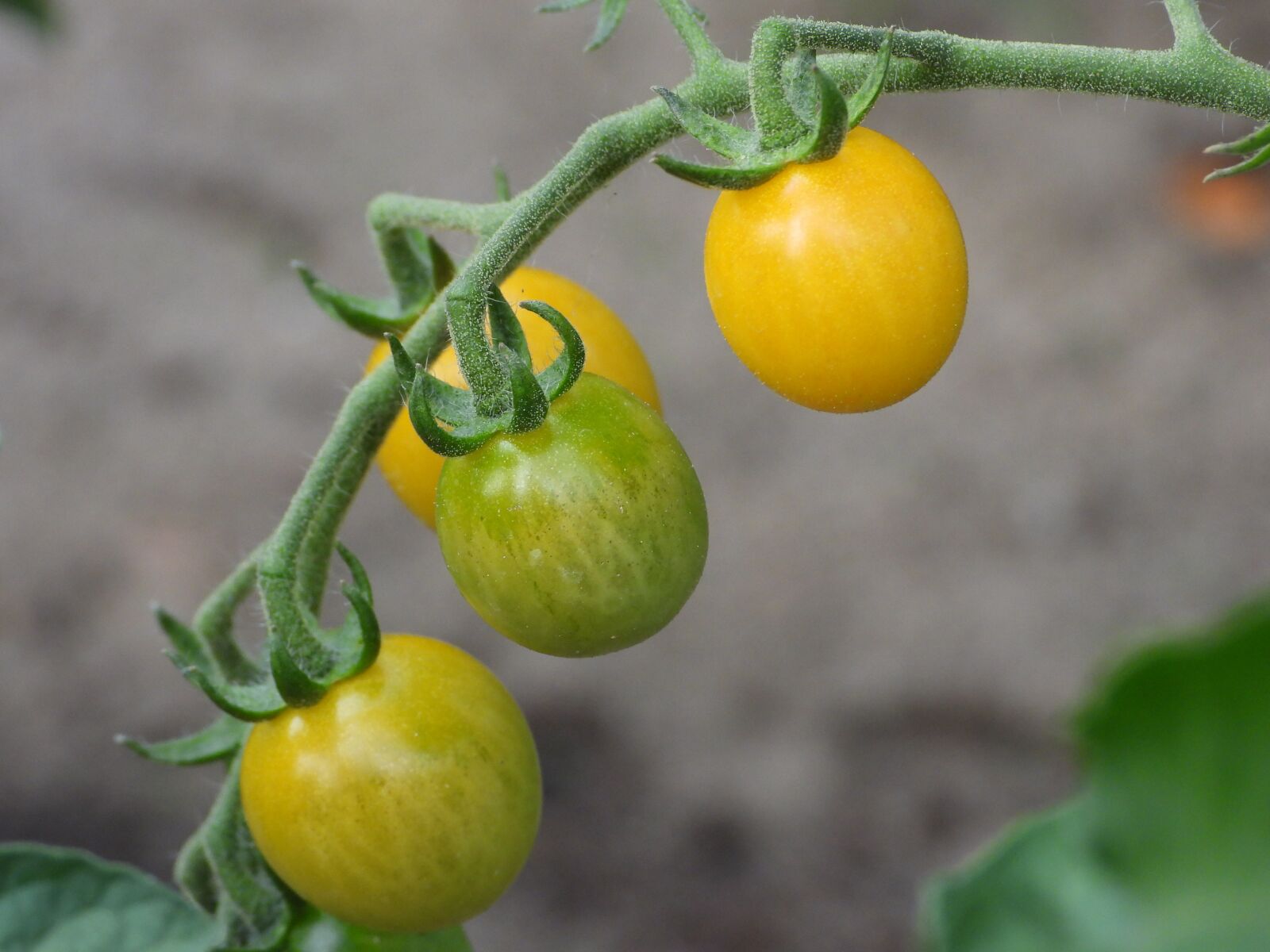 Nikon Coolpix P1000 sample photo. Tomato cocktail, yellow, tomatoes photography