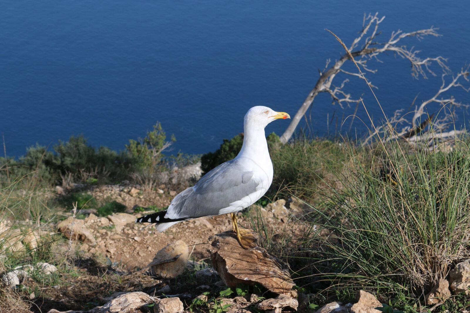 Canon EOS 70D sample photo. Animal, seagull, bird photography
