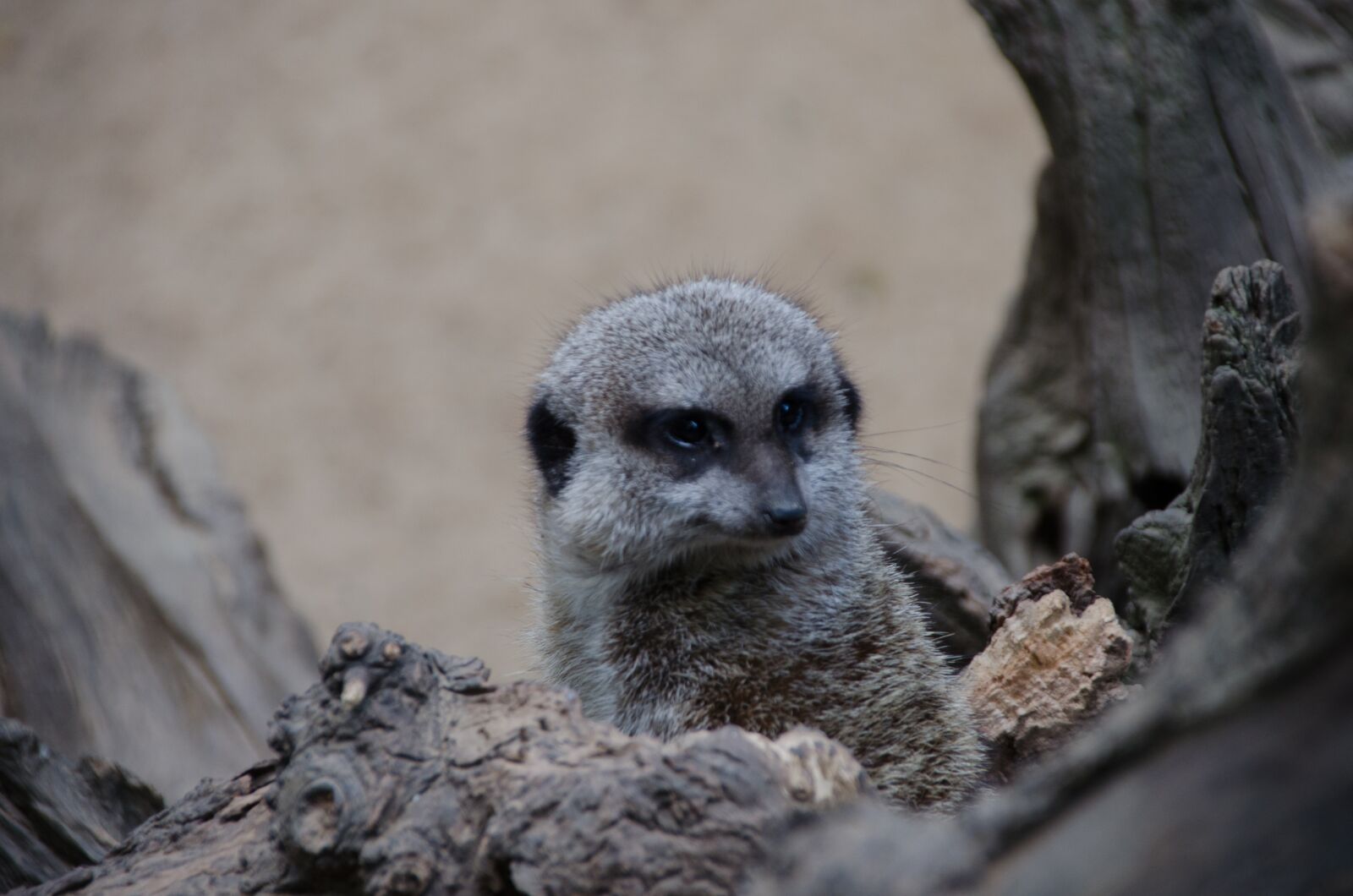 Nikon D5100 sample photo. Zoo, animals, meerkat photography