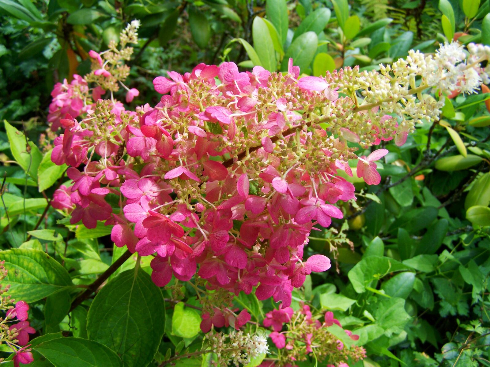 Kodak EASYSHARE ZD710 ZOOM DIGITAL CAMERA sample photo. Hydrangea, pink, summer flower photography