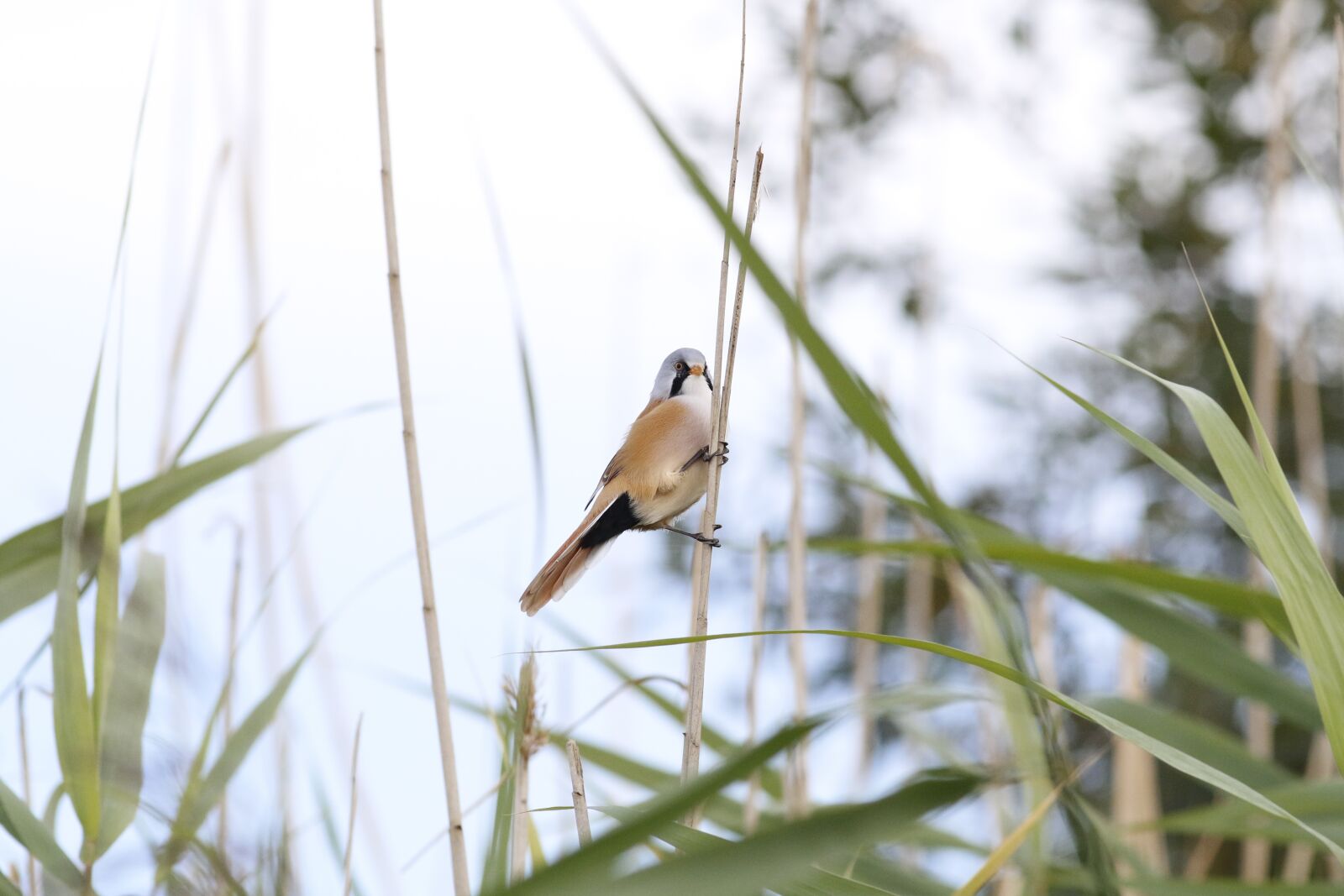 Canon EF 200mm F2.8L II USM sample photo. Bearded tit, water, reed photography