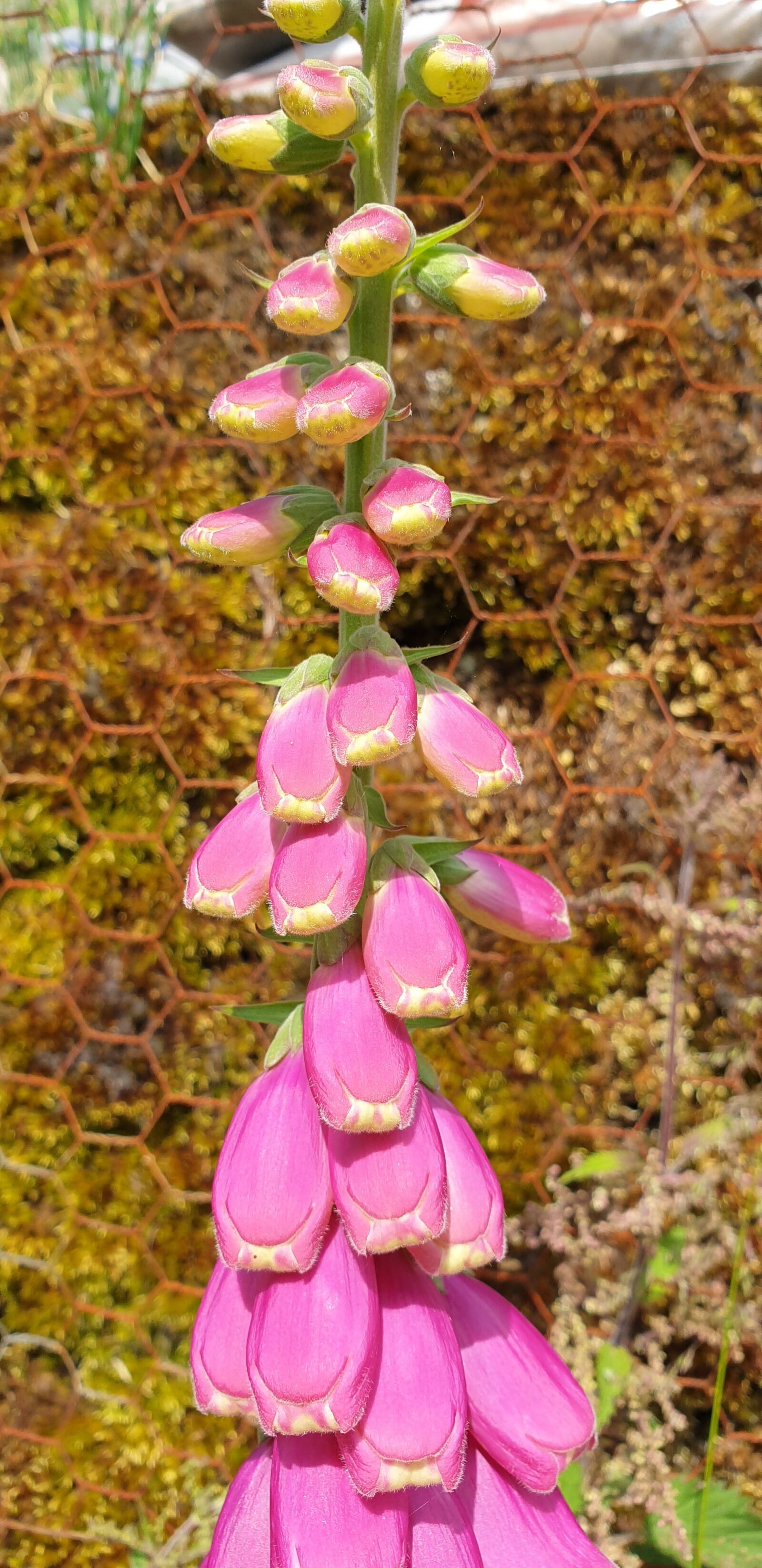 Samsung Galaxy S9+ sample photo. Close up, pink, fox photography
