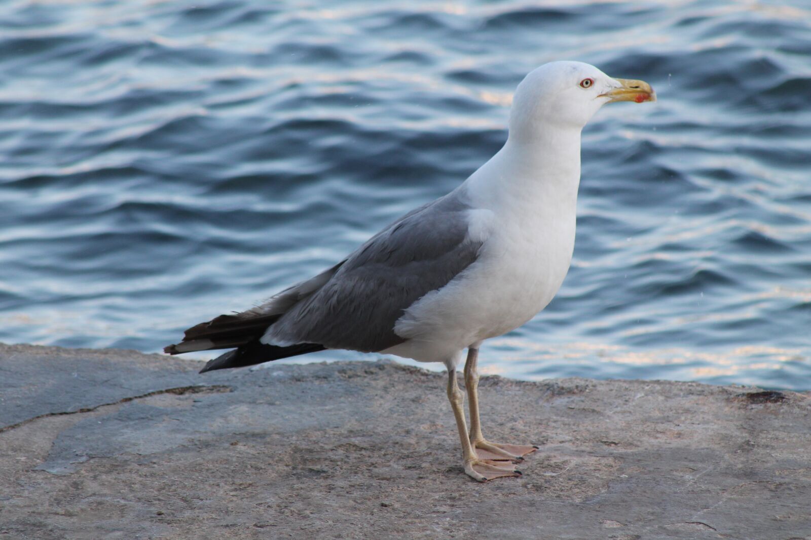 Canon EF75-300mm f/4-5.6 sample photo. Seagull, animal water bird photography