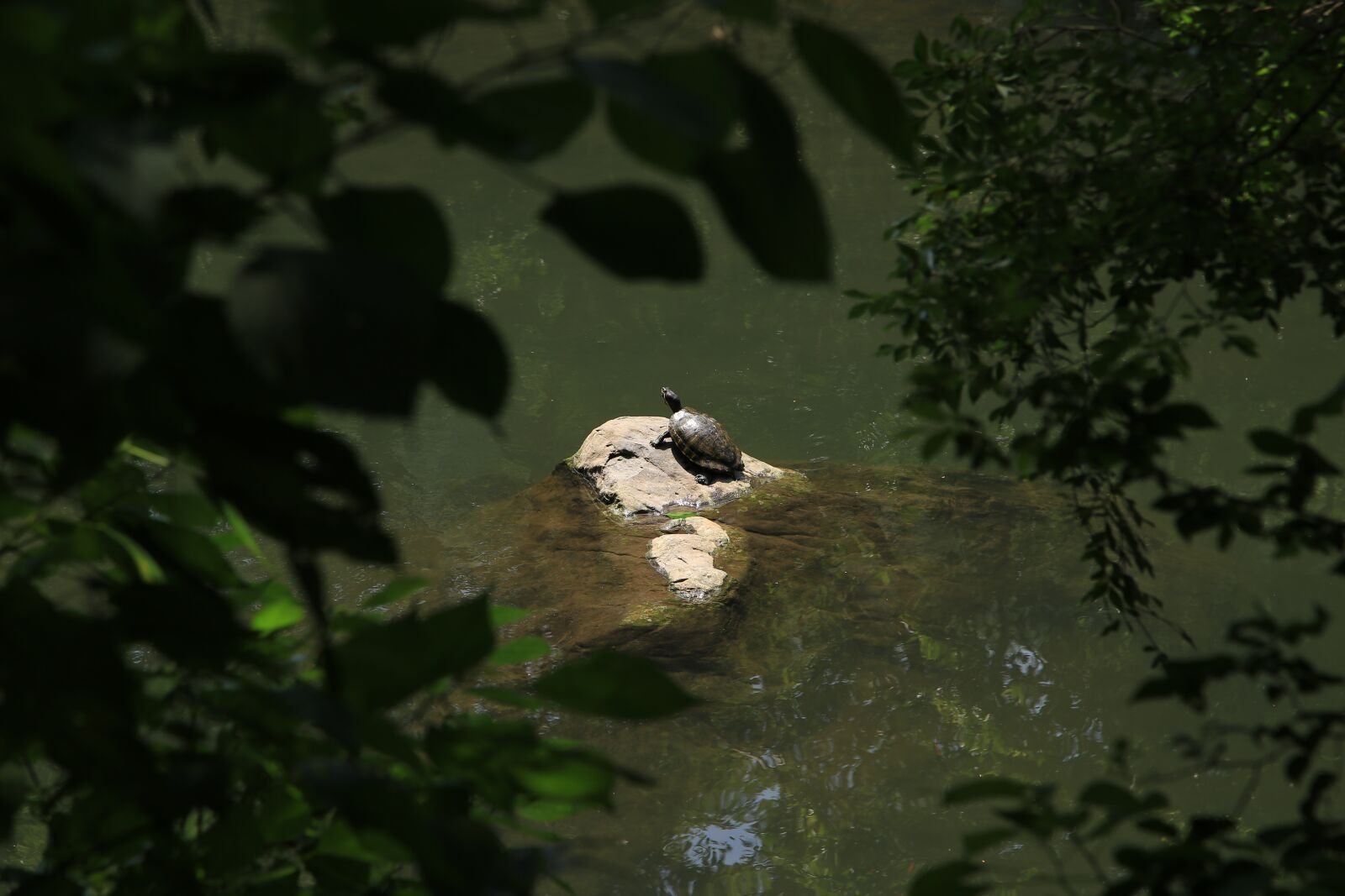 Canon EOS 6D + Canon EF 24-105mm F4L IS USM sample photo. Turtle, animal, biology photography