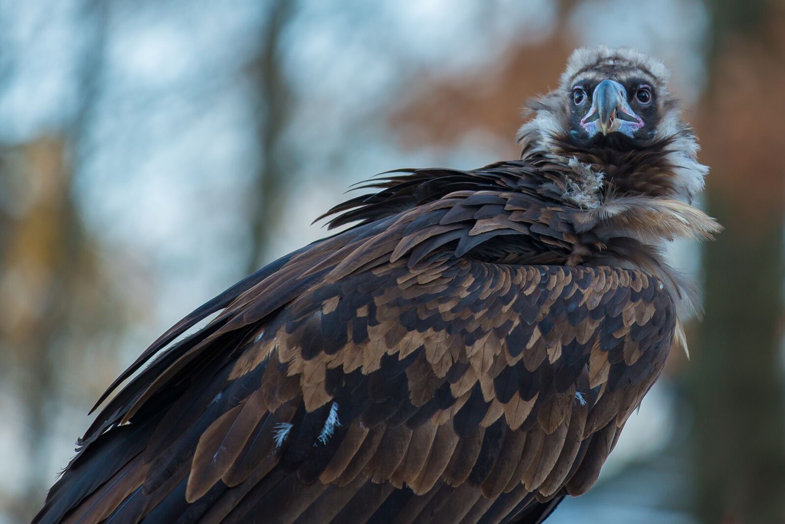 Canon EOS 5D Mark III sample photo. Black vulture, vulture, scavengers photography