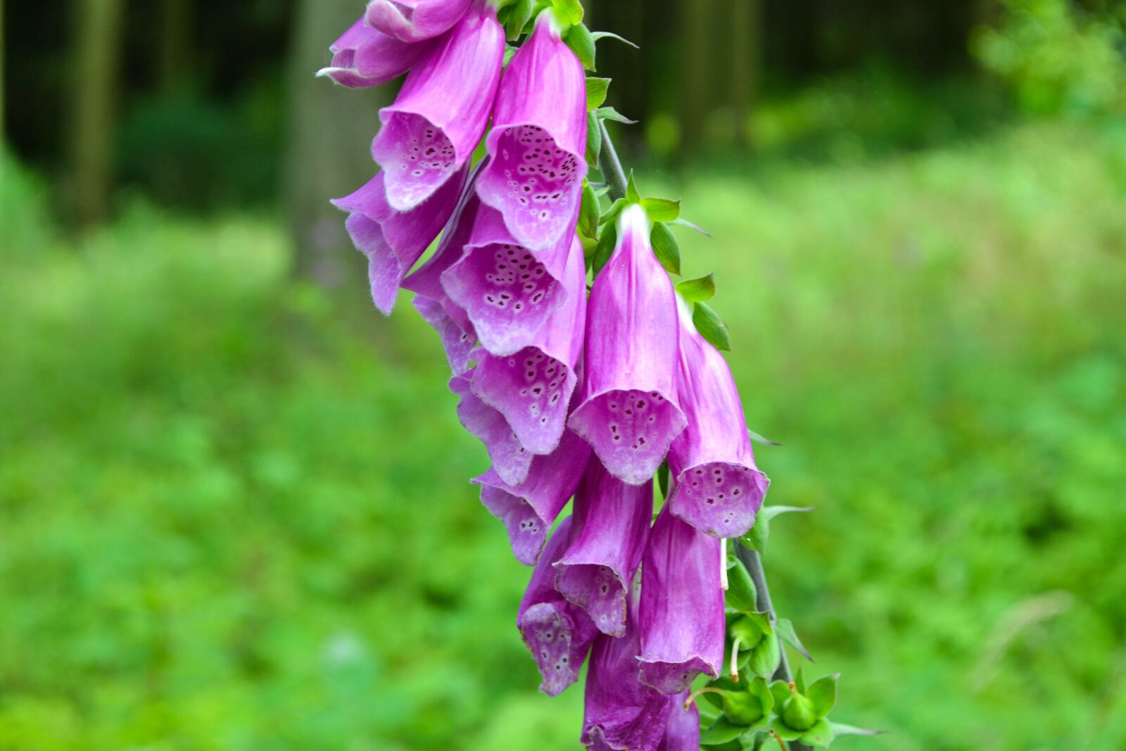Nikon D3100 sample photo. Thimble, toxic, flower photography