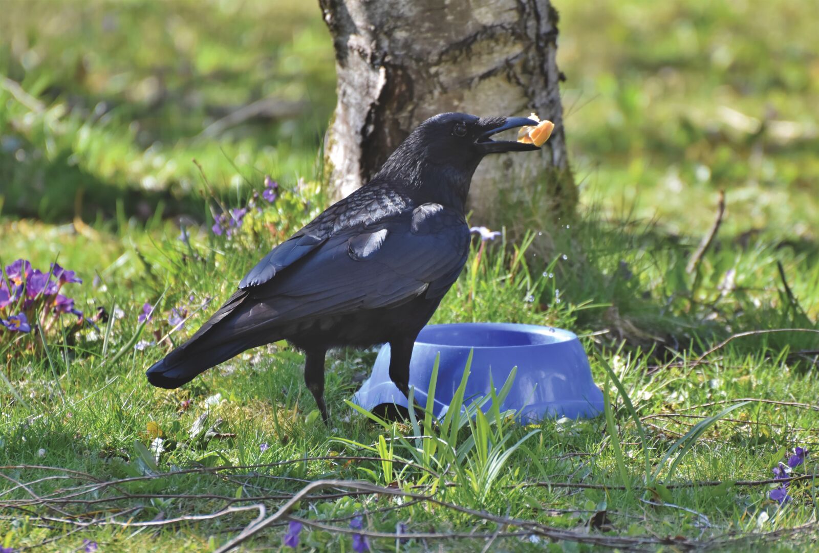 Nikon D7200 sample photo. Raven, crow, raven bird photography