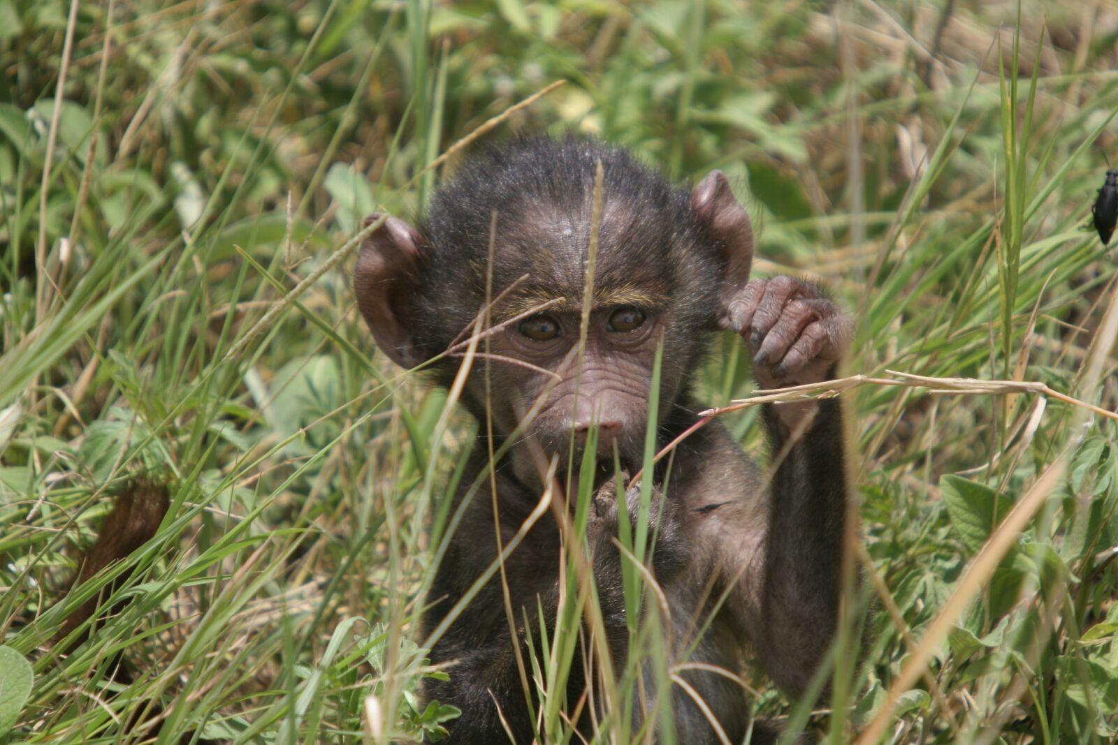 Canon EOS 20D sample photo. Mono, animals, primate photography