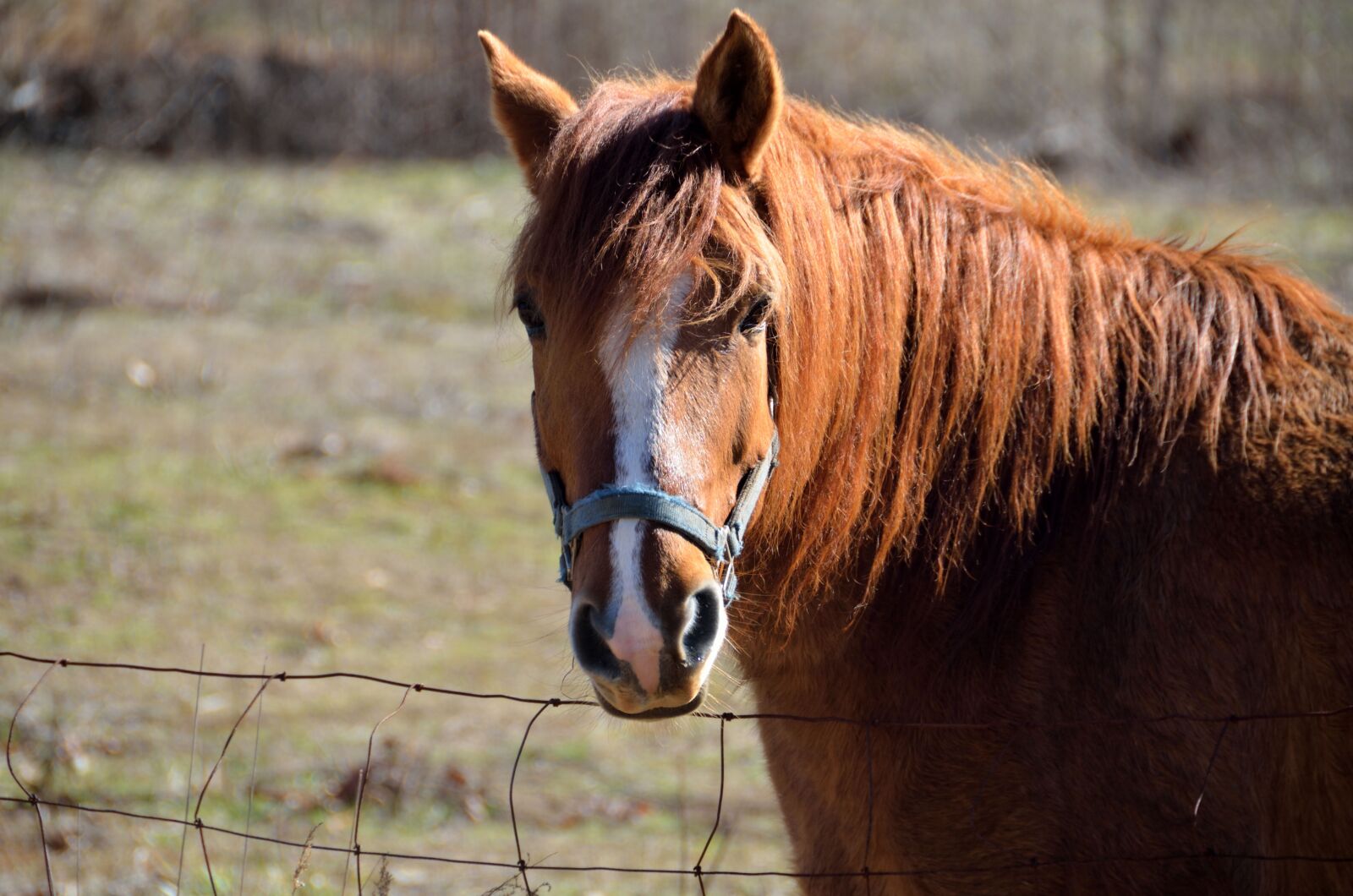 Nikon D7000 sample photo. Horse, farm animal, animal photography