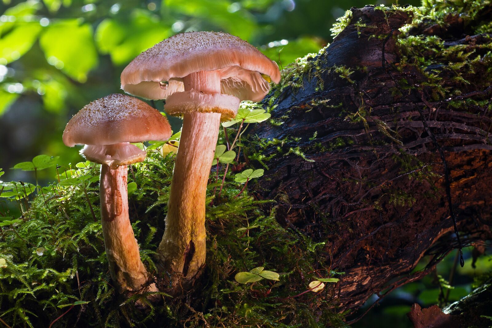 Canon EOS 7D sample photo. Mushroom, forest mushroom, agaric photography