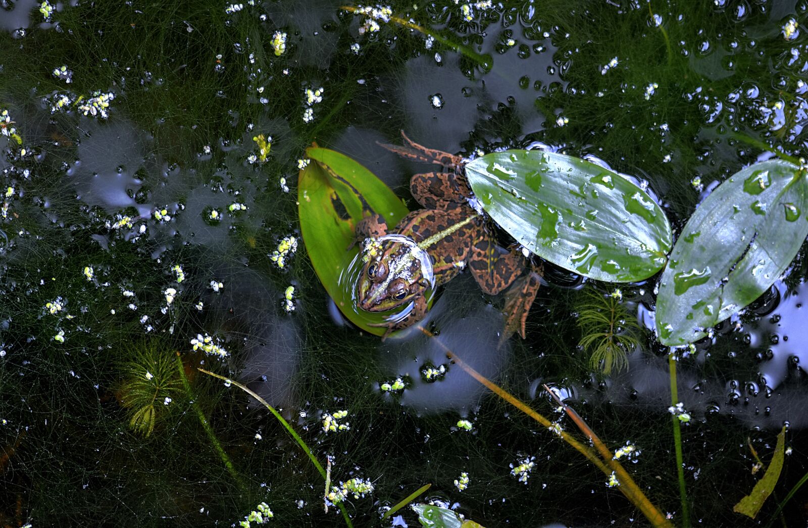 Nikon D90 sample photo. Nature, pond, water photography