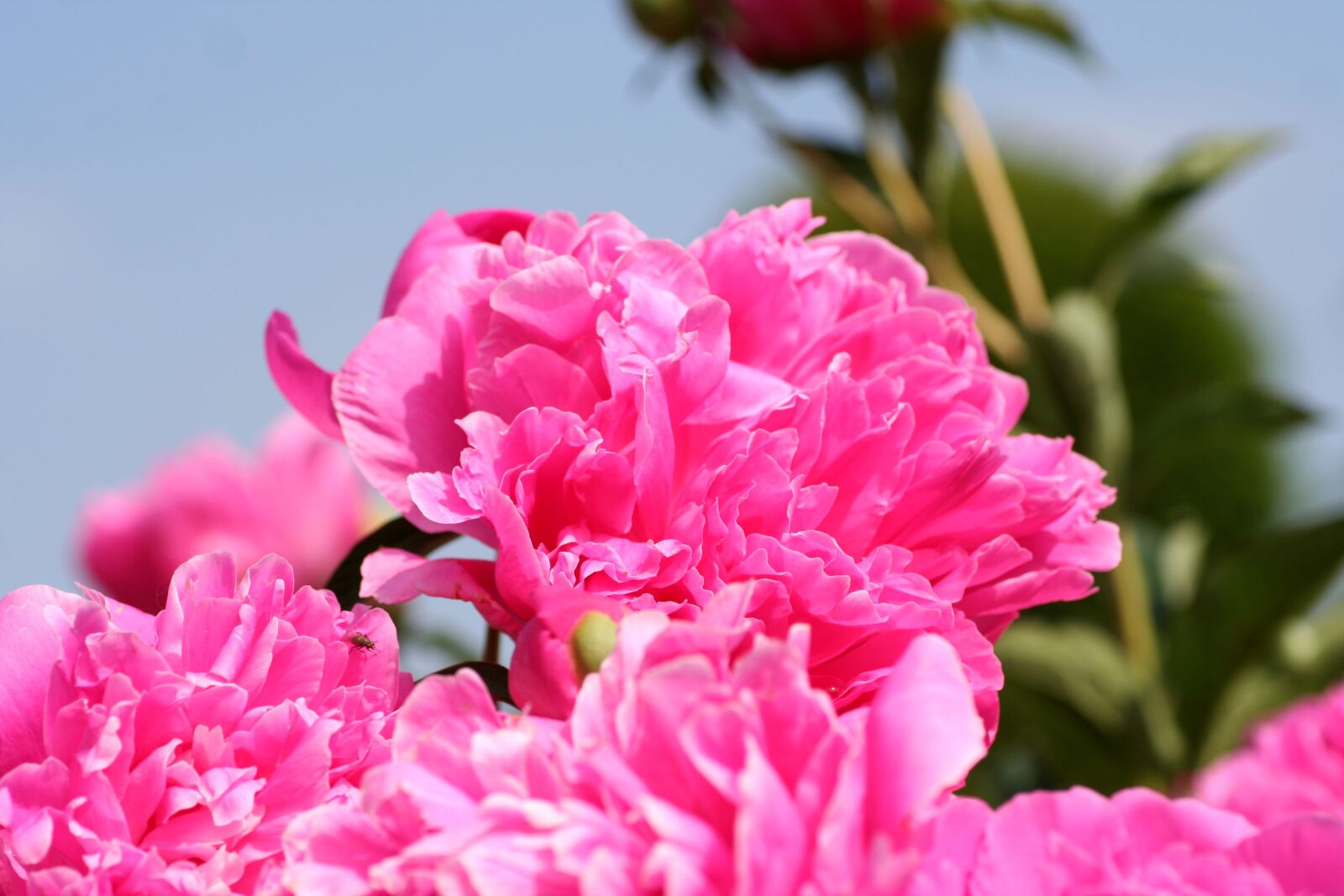Canon EOS 350D (EOS Digital Rebel XT / EOS Kiss Digital N) sample photo. Flower, peony, pink photography