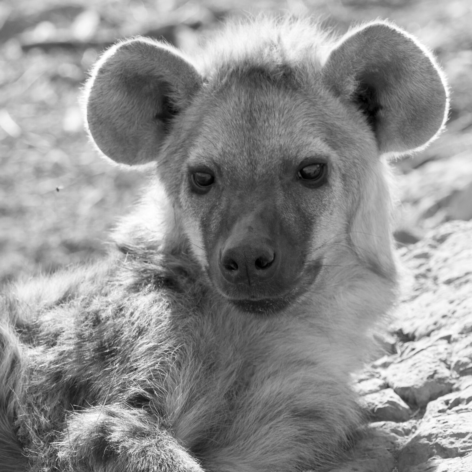 Olympus OM-D E-M1 + OLYMPUS M.300mm F4.0 sample photo. Hyena, hyenas baby, namibia photography