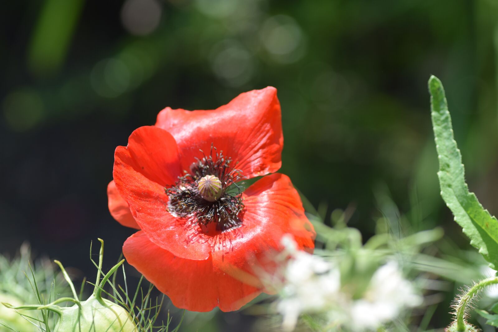 Nikon D5300 sample photo. Poppy, garden, nature photography