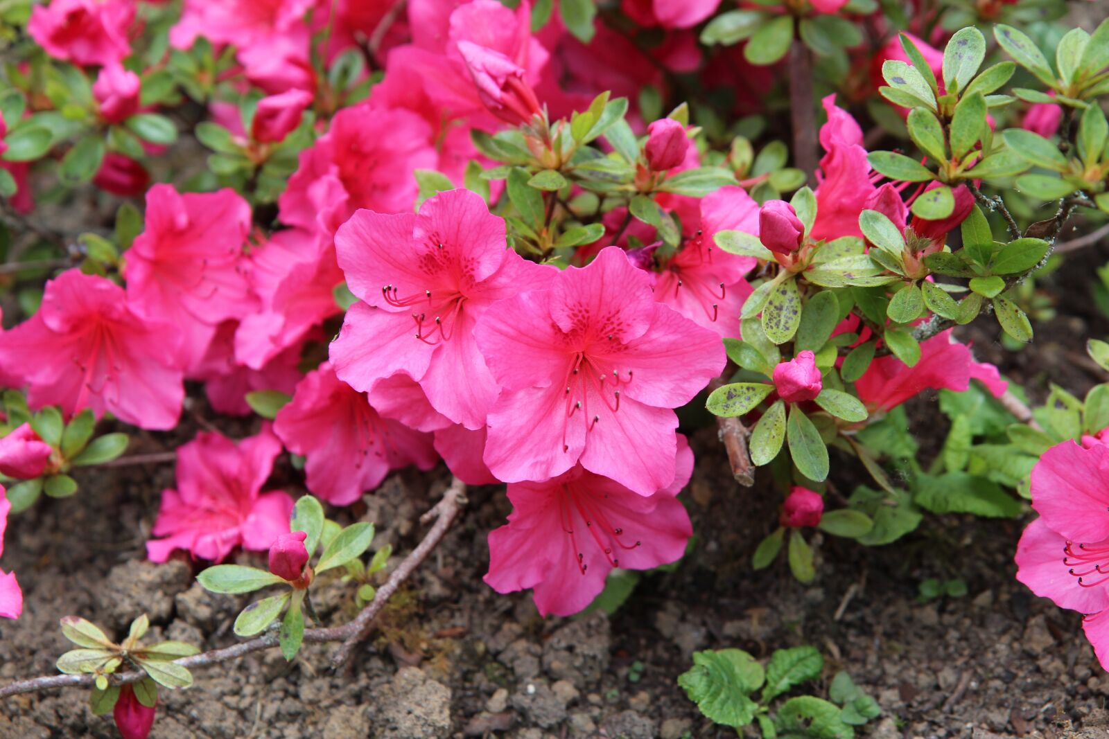 Canon EOS 600D (Rebel EOS T3i / EOS Kiss X5) sample photo. Azalea, azalea red, pink photography