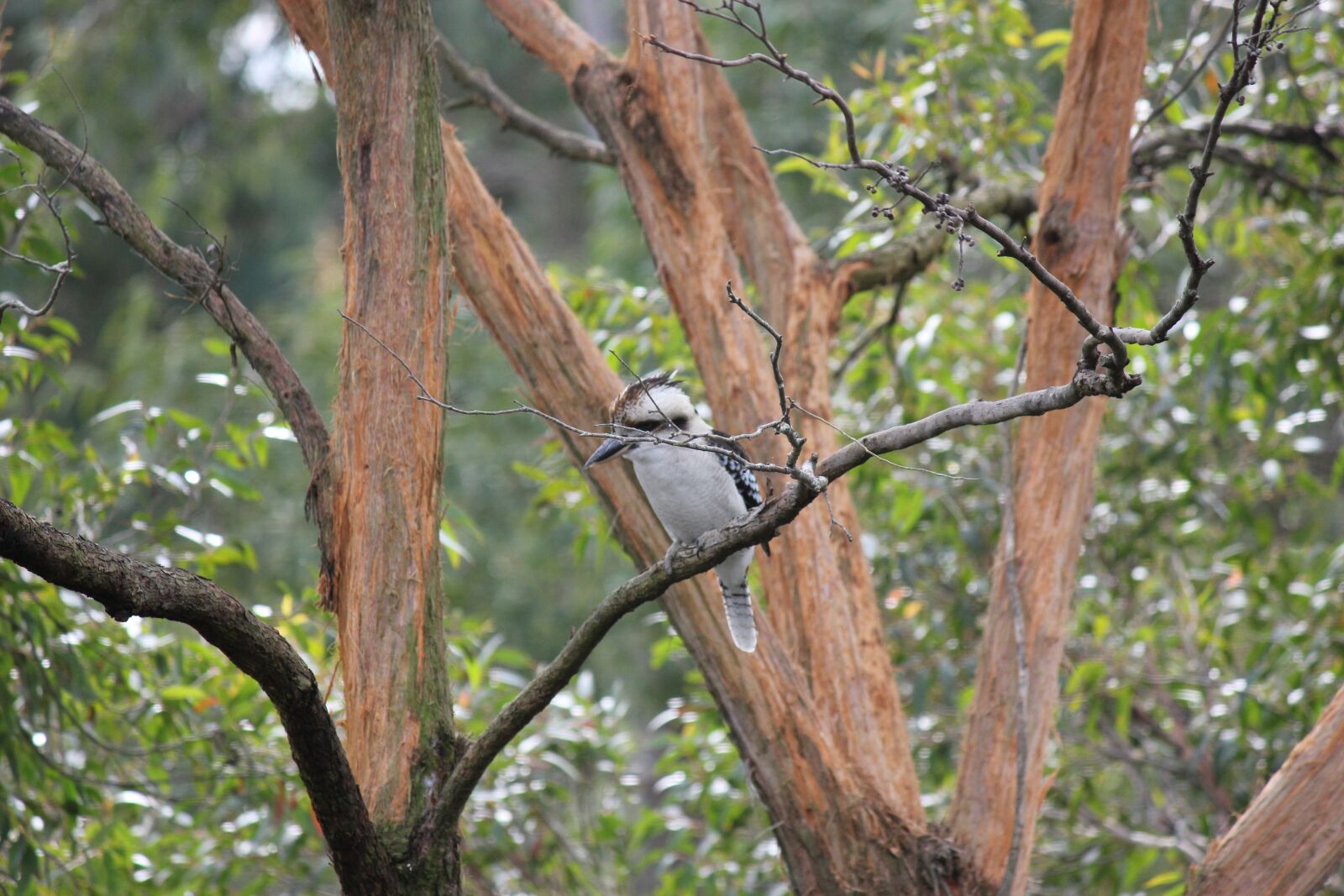 Canon EOS 550D (EOS Rebel T2i / EOS Kiss X4) sample photo. Kookaburra, bird, australia photography