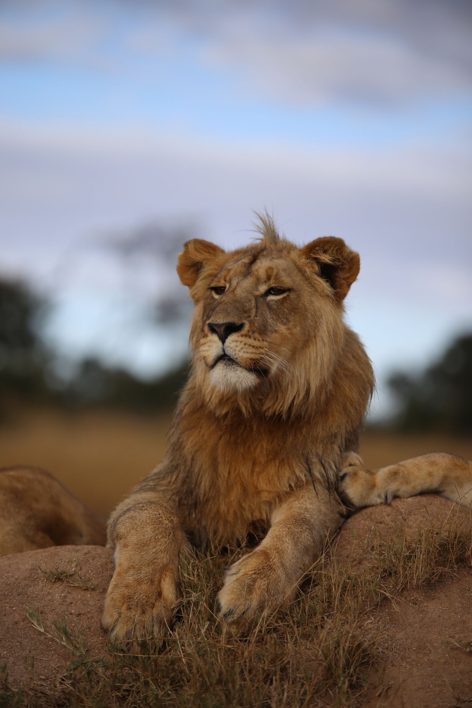 Canon EOS 6D sample photo. Lion, grassland, africa photography