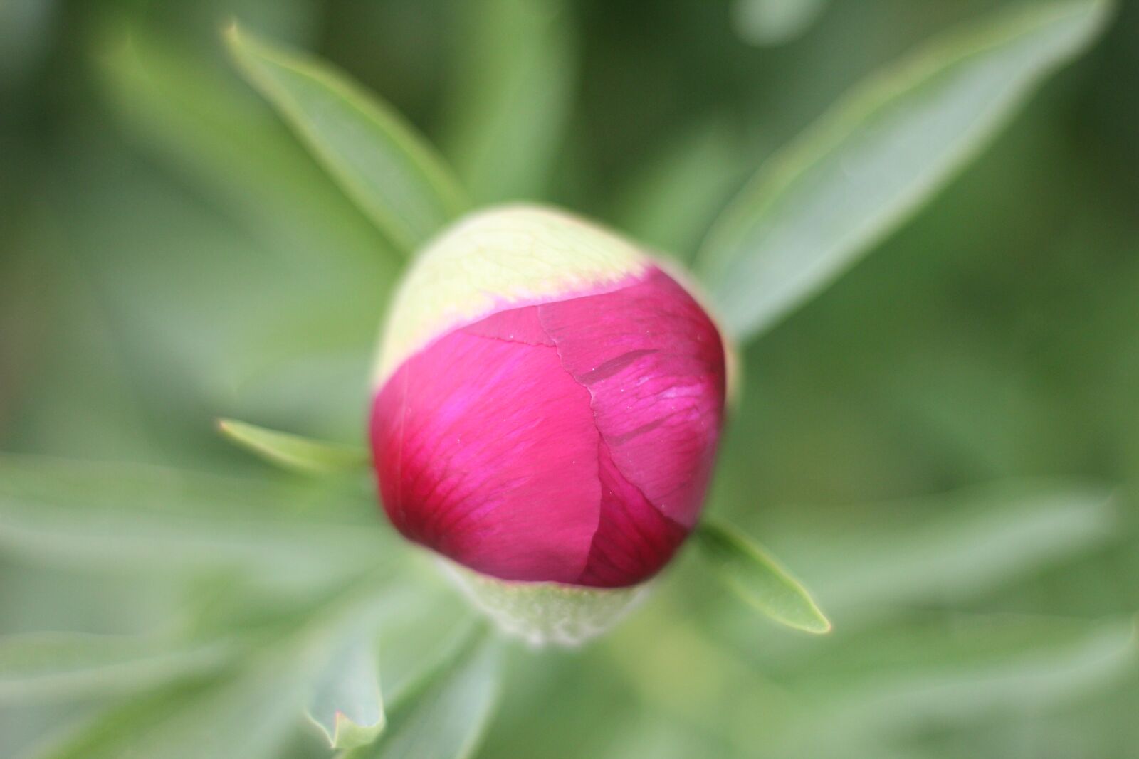 Canon EOS 550D (EOS Rebel T2i / EOS Kiss X4) sample photo. Flower, blossom, bloom photography