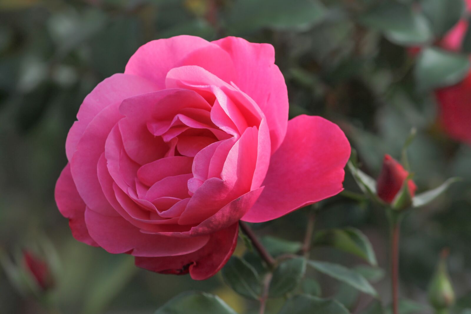 Canon EOS 1100D (EOS Rebel T3 / EOS Kiss X50) sample photo. Rose, rose bloom, blossom photography