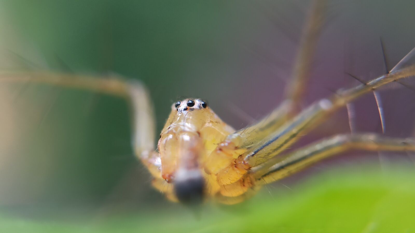 Xiaomi Redmi Note 8 Pro sample photo. Spider, macro, insect photography