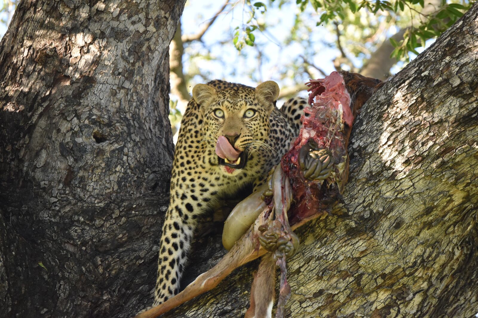 Nikon D3500 sample photo. Leopard, kill, carnivore photography