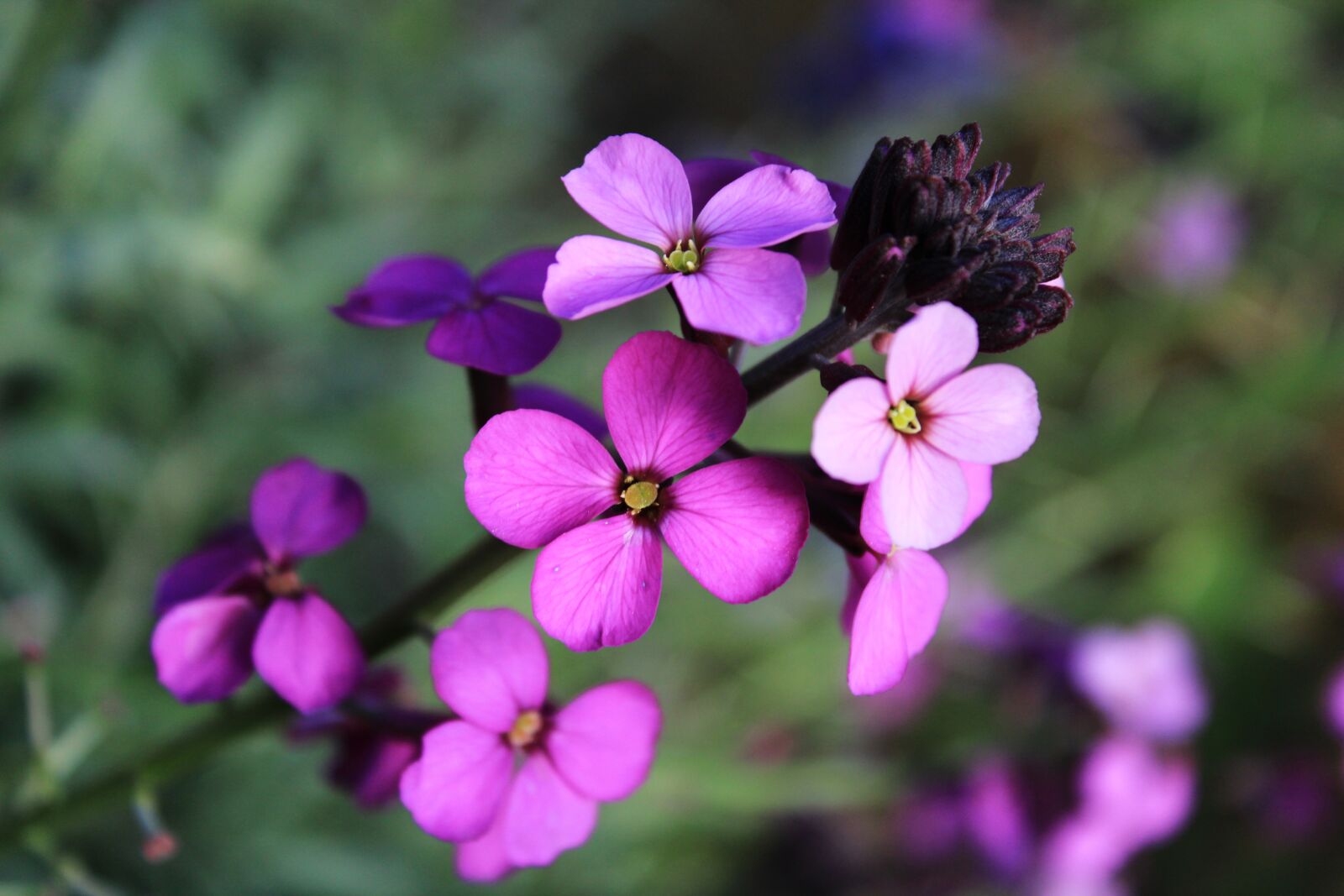 Canon EOS 2000D (EOS Rebel T7 / EOS Kiss X90 / EOS 1500D) sample photo. Flower, wallflower, plant photography