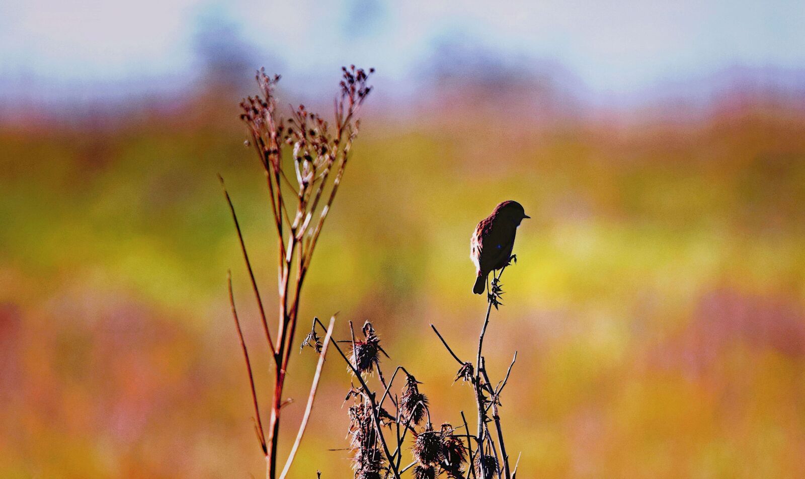 Nikon D3300 sample photo. Bird, background, autumn photography