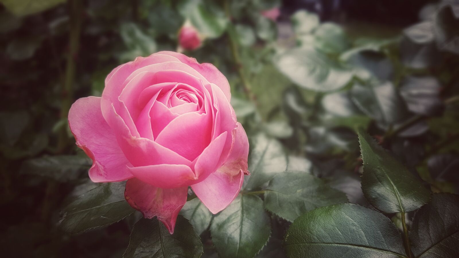 Samsung Galaxy S7 sample photo. Rose, rose bloom, blossom photography