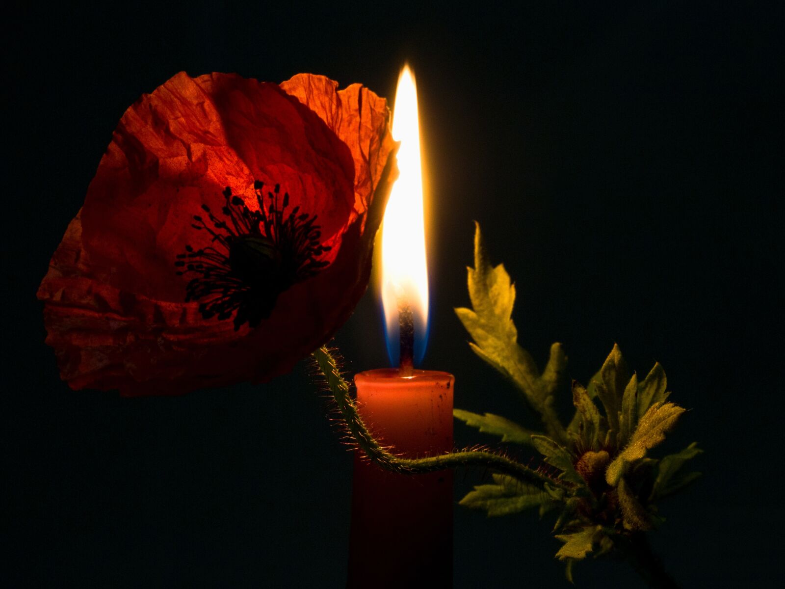 Canon EOS 70D + Canon EF-S 60mm F2.8 Macro USM sample photo. Candle, candlelight, flower photography