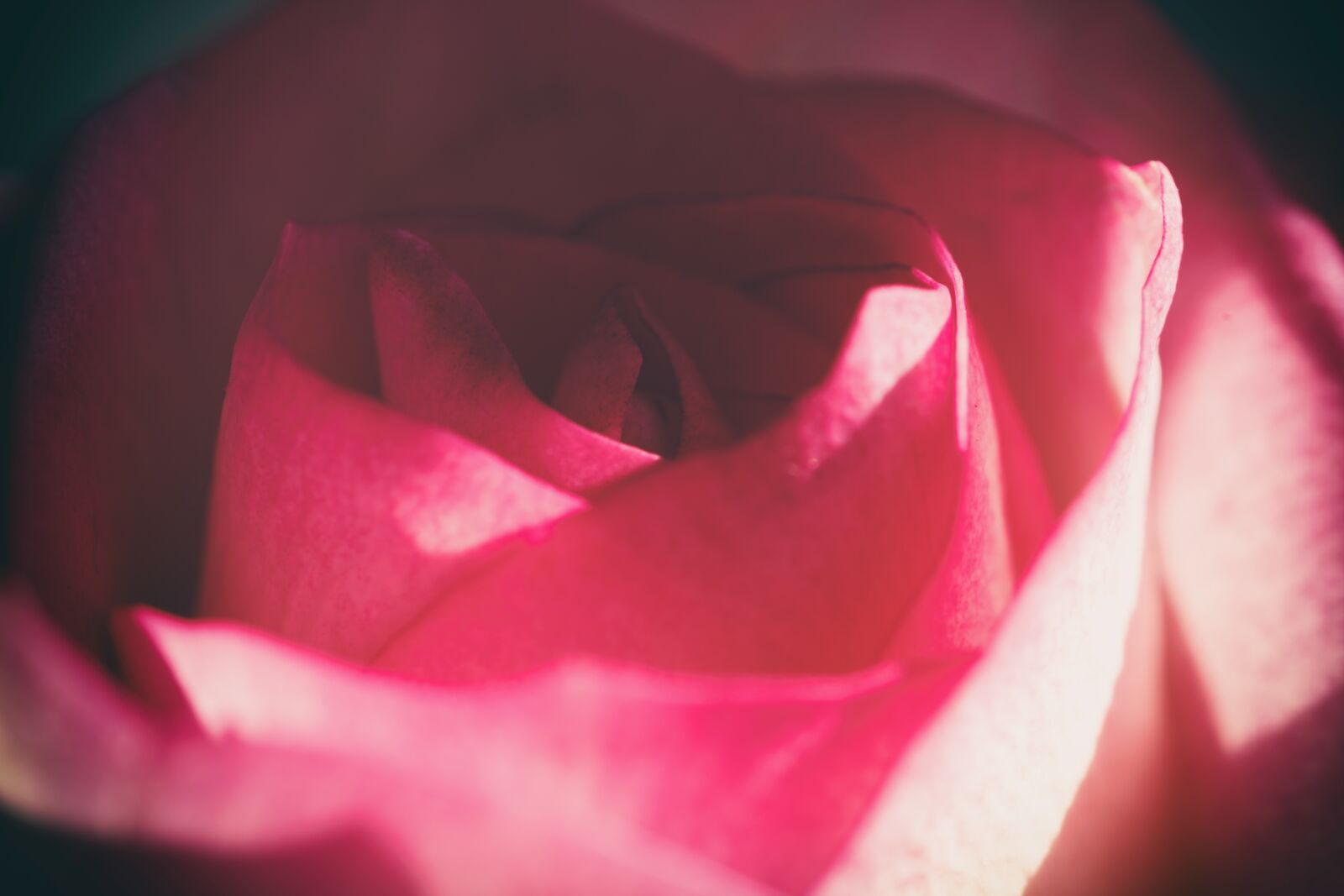 Fujifilm X-T2 + Fujifilm XF 80mm F2.8 R LM OIS WR Macro sample photo. Rose, blossom, bloom photography