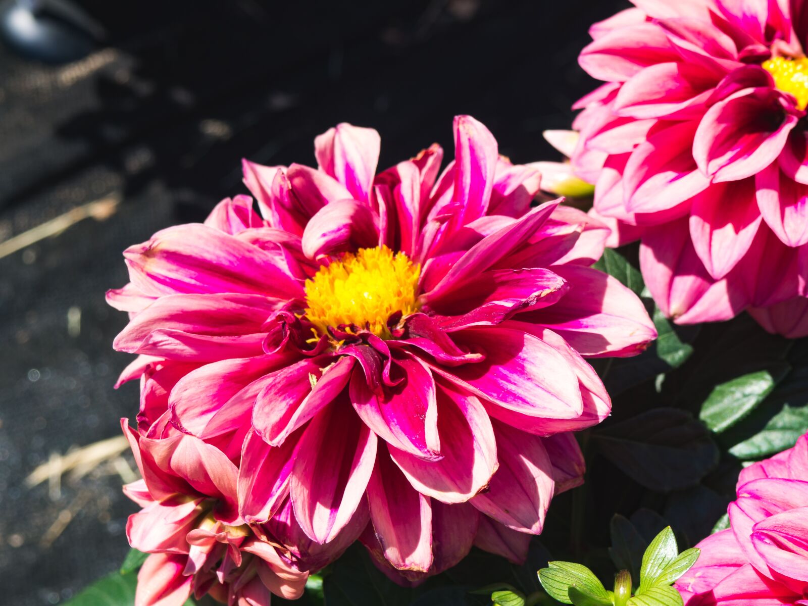 Olympus OM-D E-M10 sample photo. Pink, flower, petals photography