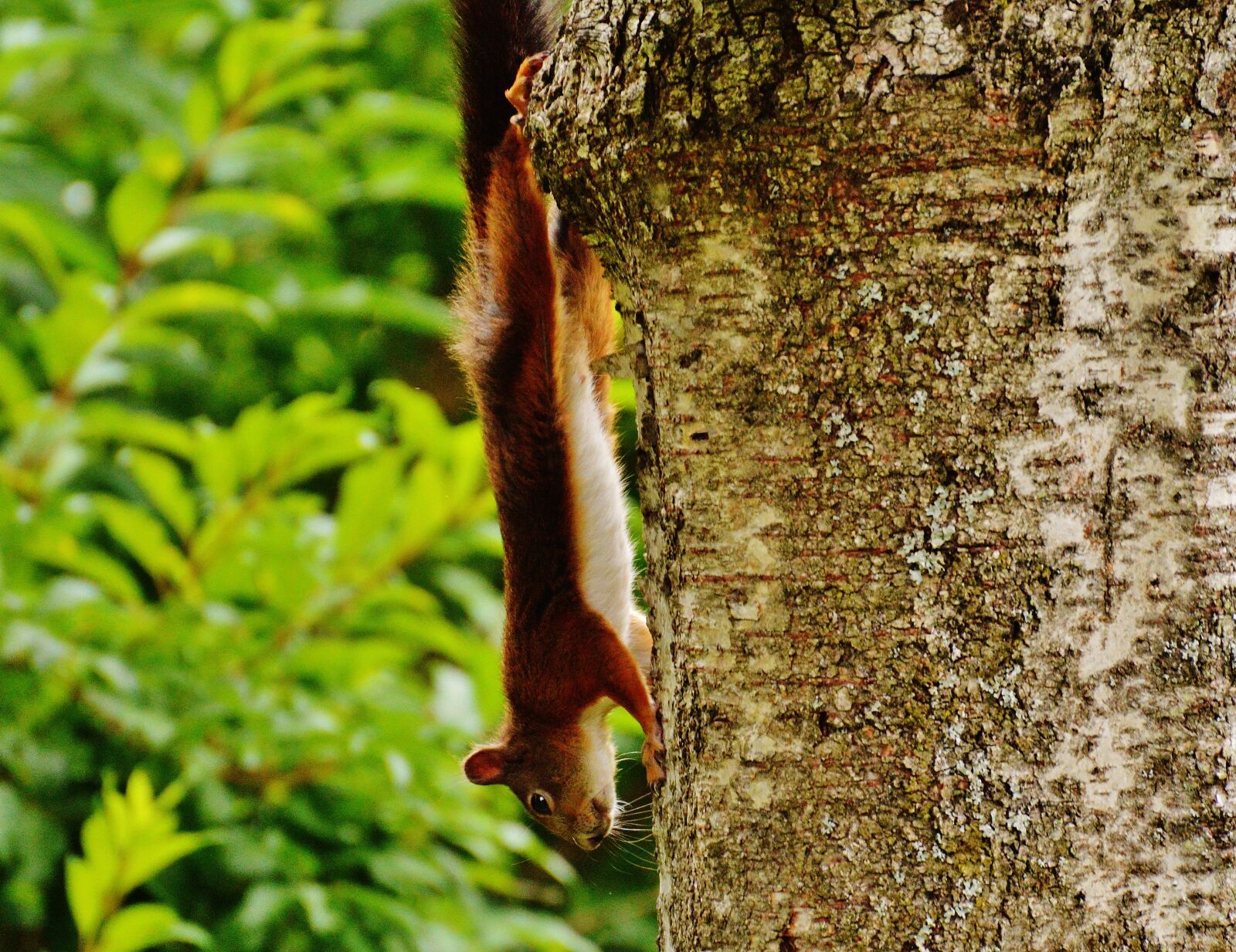 Nikon D3200 sample photo. Squirrel, nager, cute photography