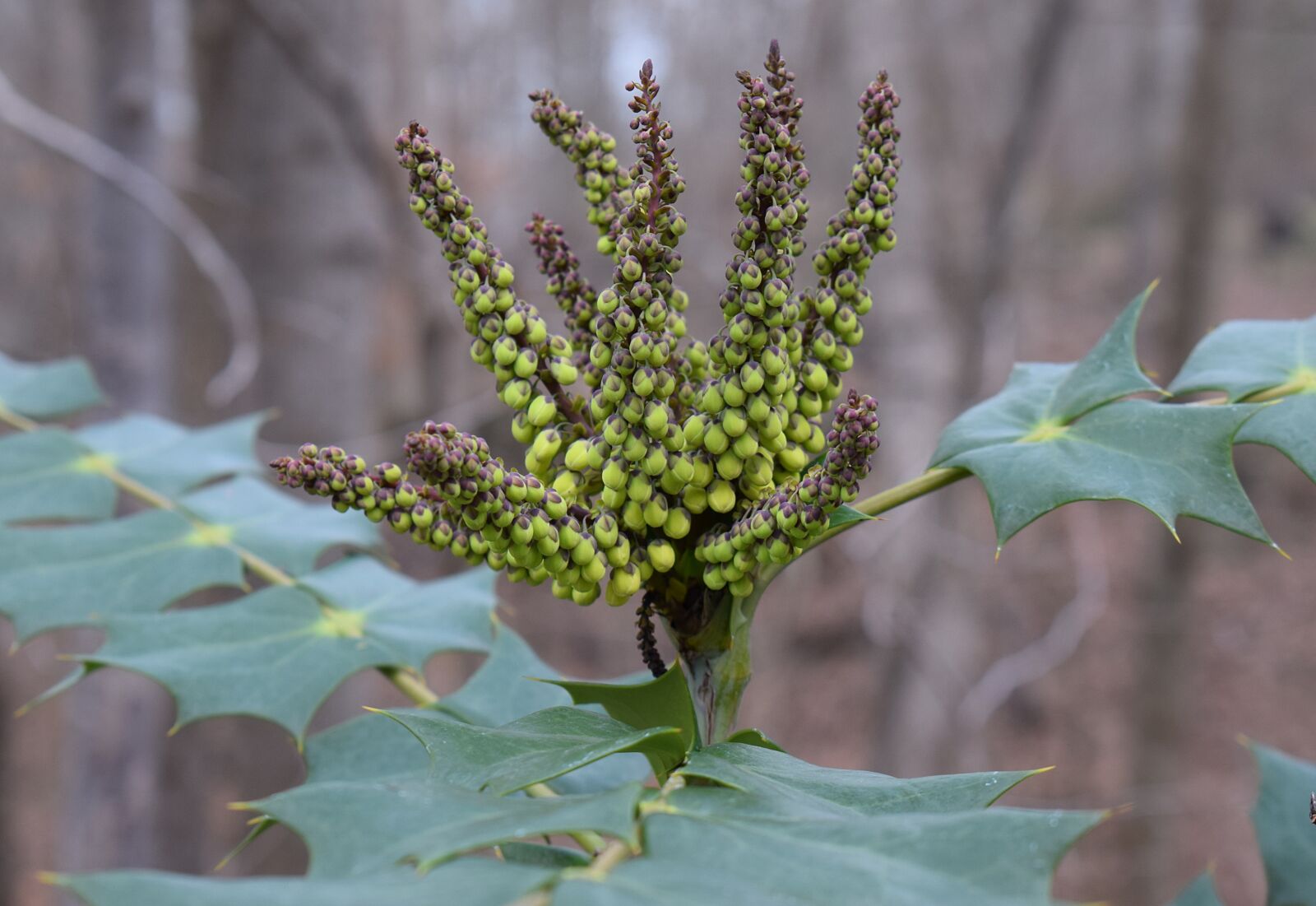 Nikon D3300 sample photo. Holly flower buds, holly photography
