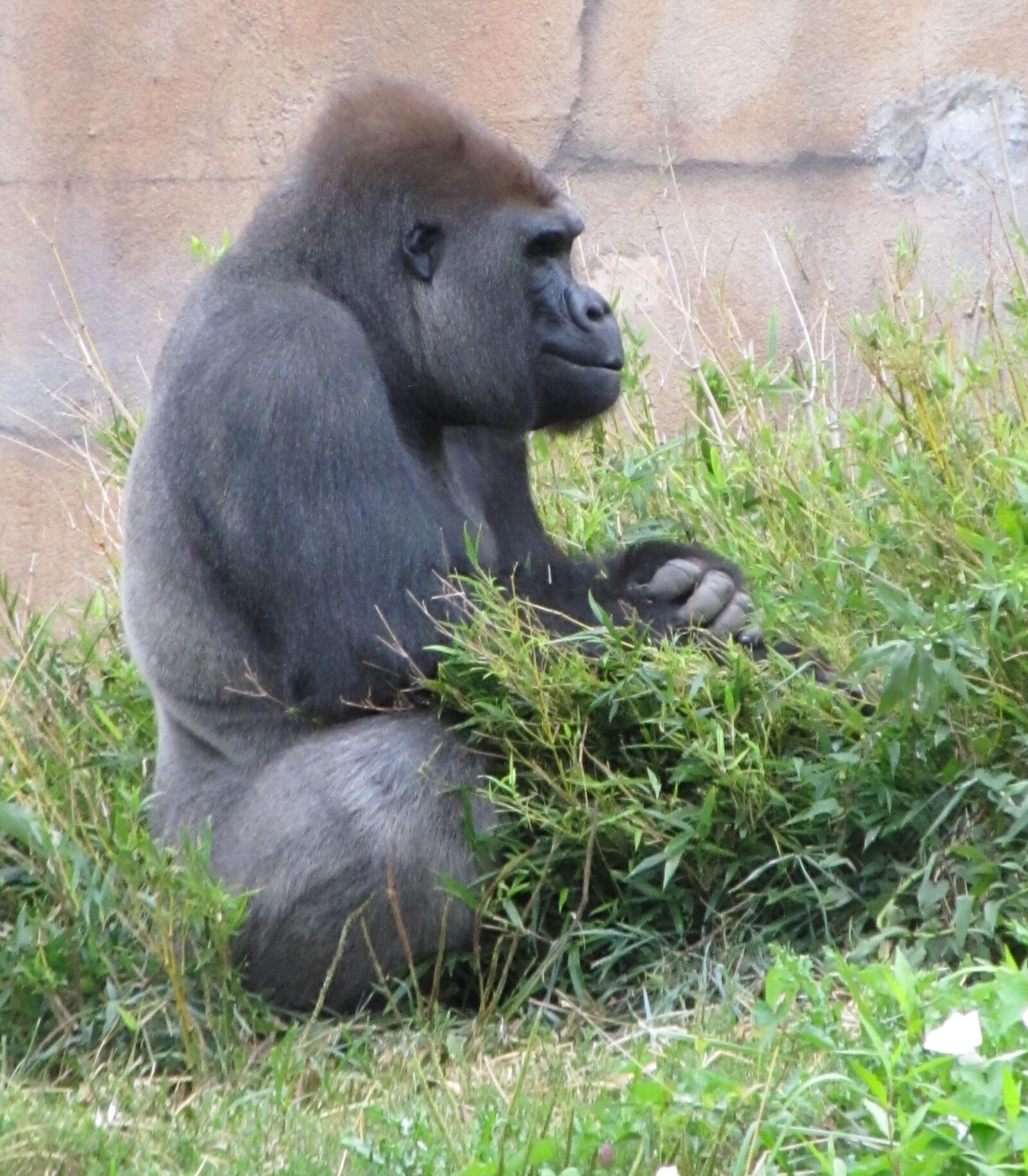 Canon PowerShot SX130 IS sample photo. Gorilla, sitting, thoughtful photography