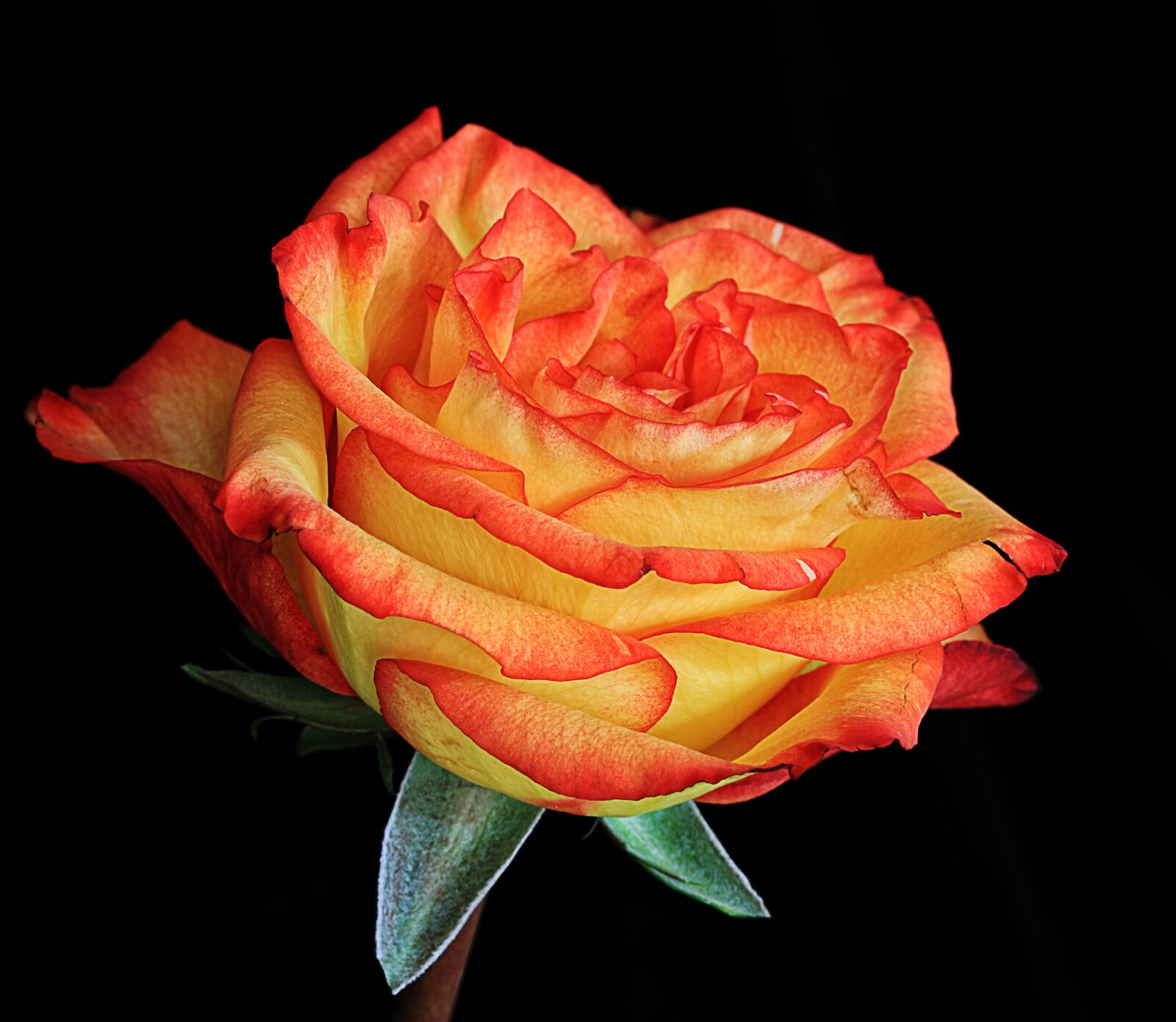 Canon EOS 77D (EOS 9000D / EOS 770D) sample photo. Rose, flower, bloom photography
