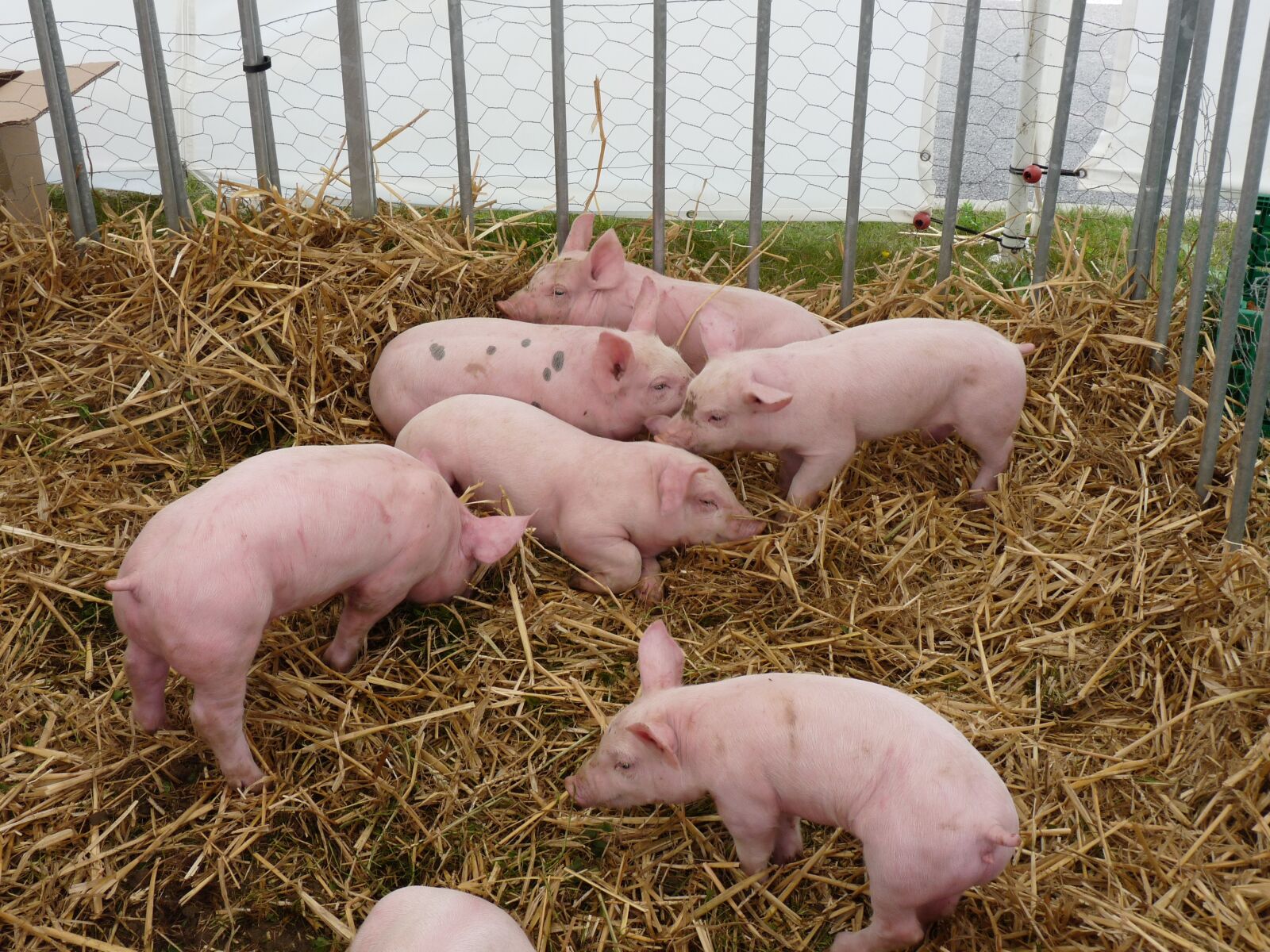 Panasonic Lumix DMC-FZ28 sample photo. Pig, breeding, animals photography